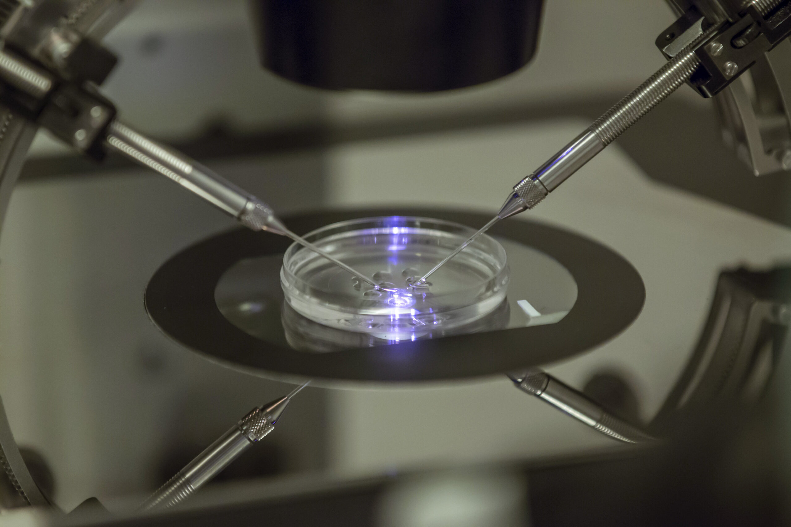 an in vitro fertilization embryologist works on a petri dish at a fertility clinic