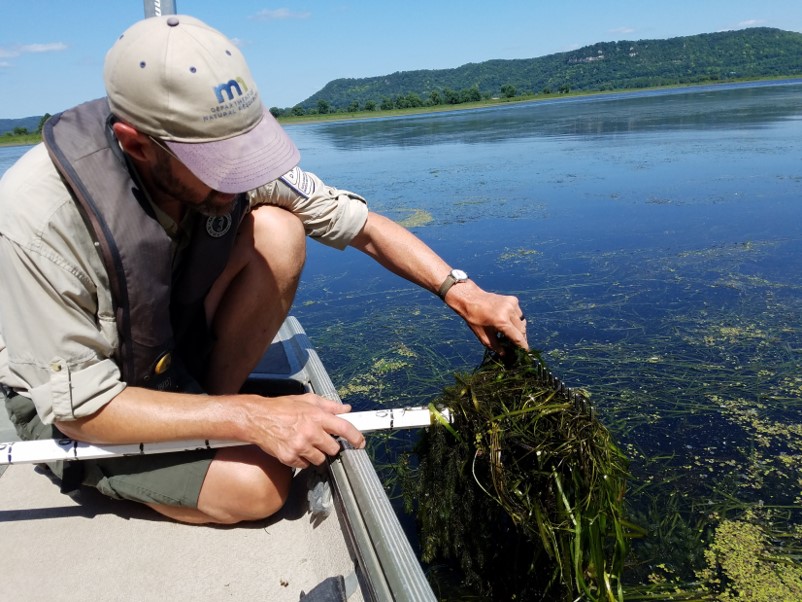 Minnesota Department of Natural Resources staff sample aquatic vegetation