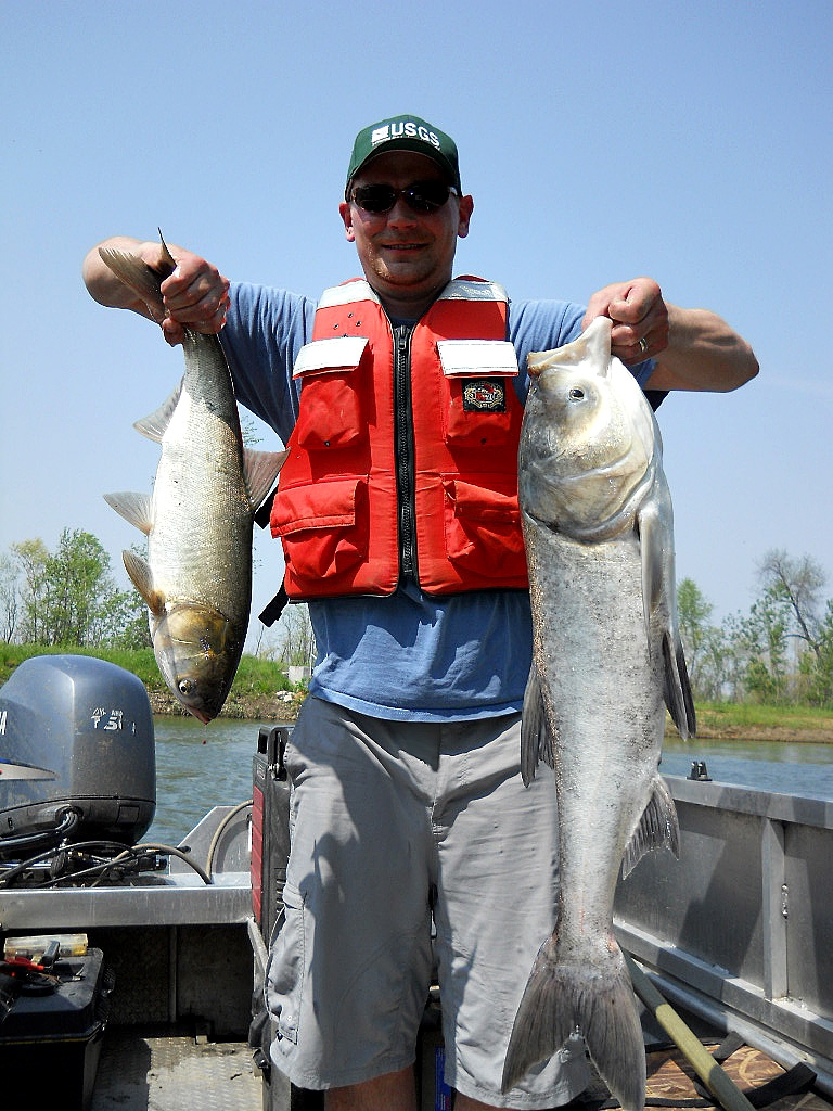 Silver and bighead carp were collected by U.S. Geological Survey staff on the Illinois River