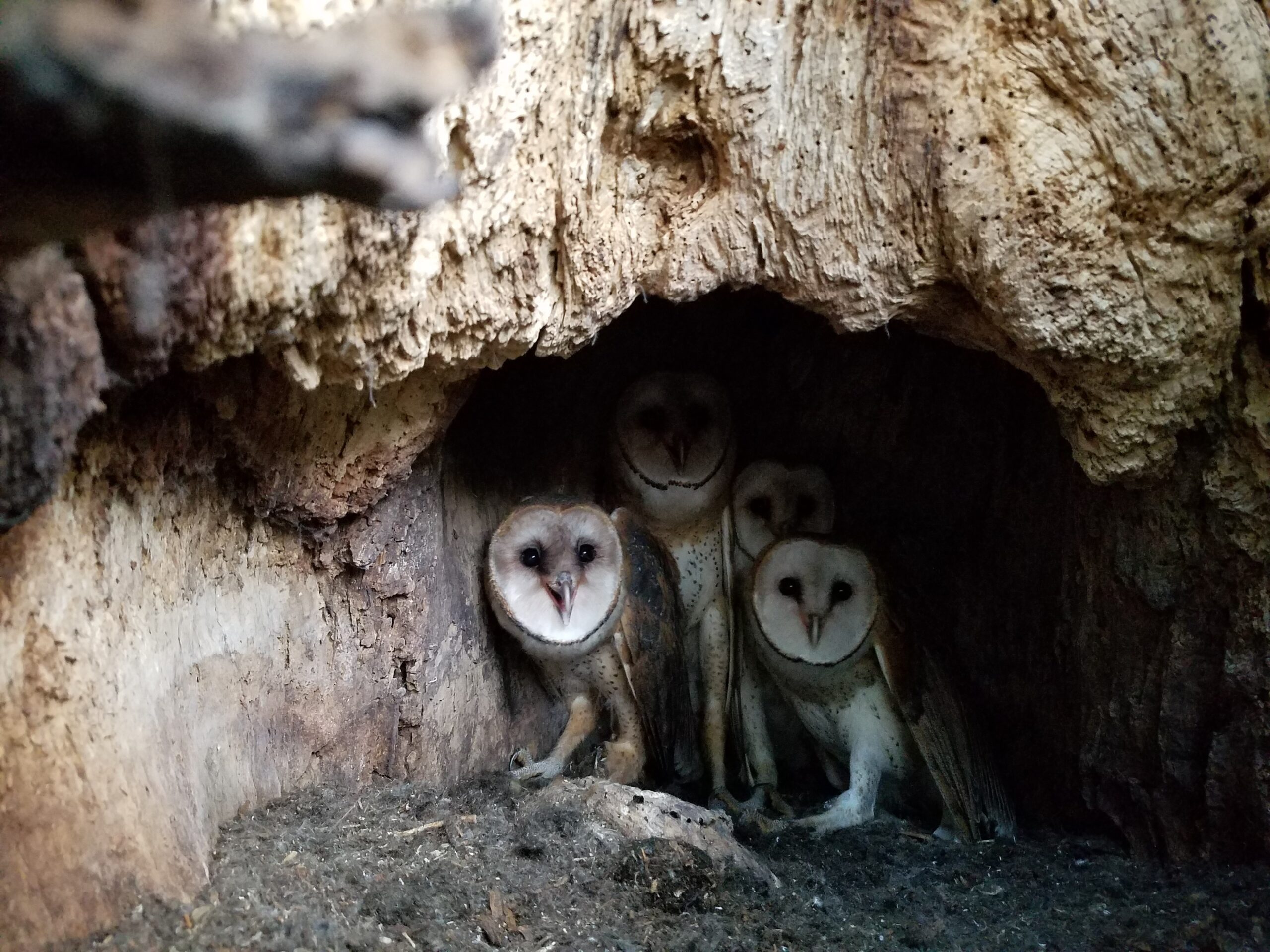 Barn owls in their nest in La Crosse