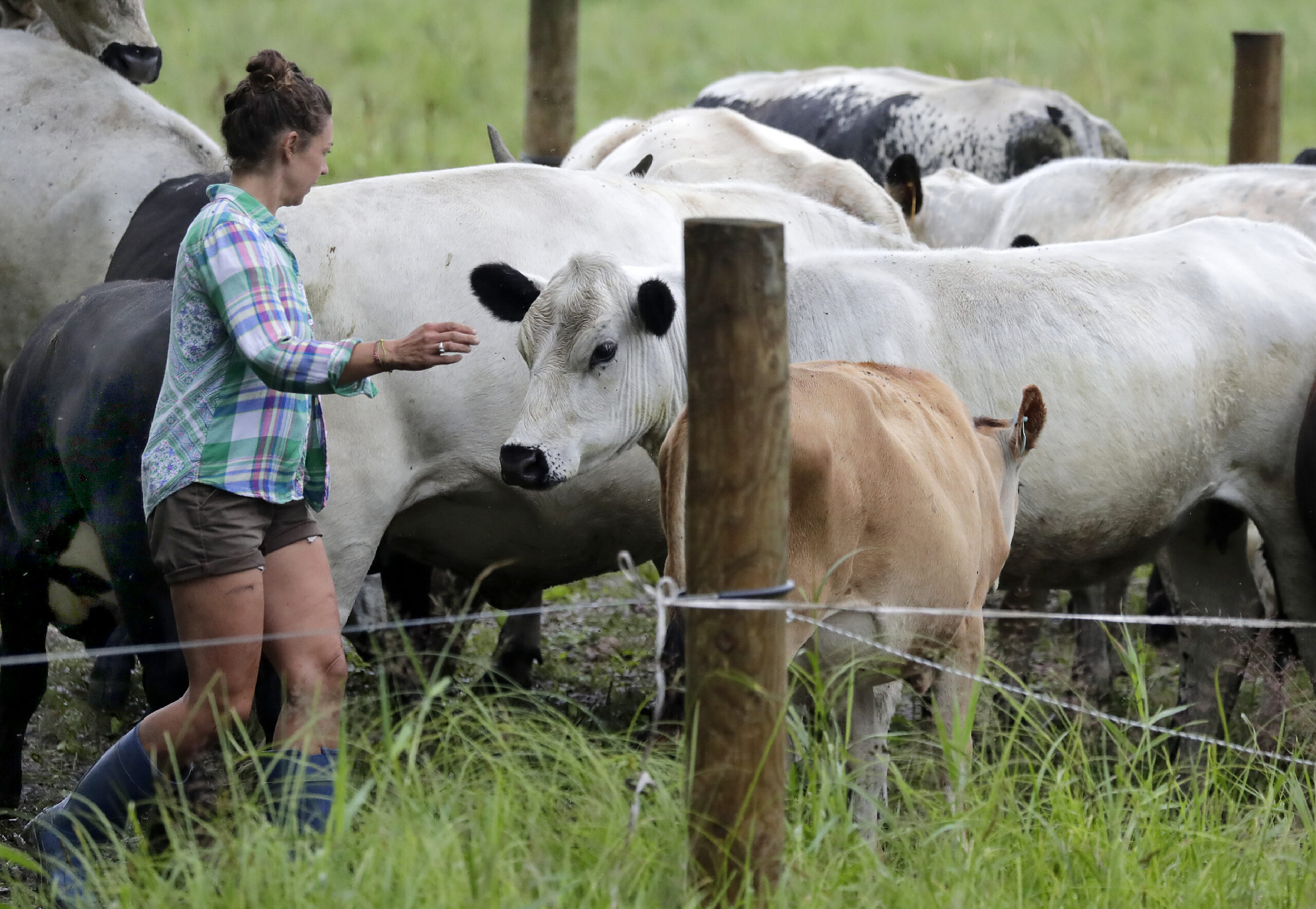 Rachel Bouressa moves a herd of British White Park cattle from one small pasture to another
