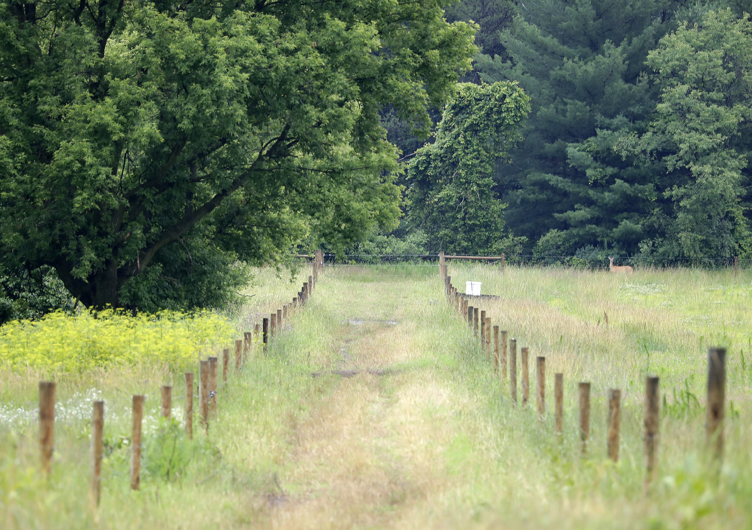 A lane created by a three-wire perimeter fence, left, and a single-wire interior fence on the Bouressa Family Farm in the Township of Royalton