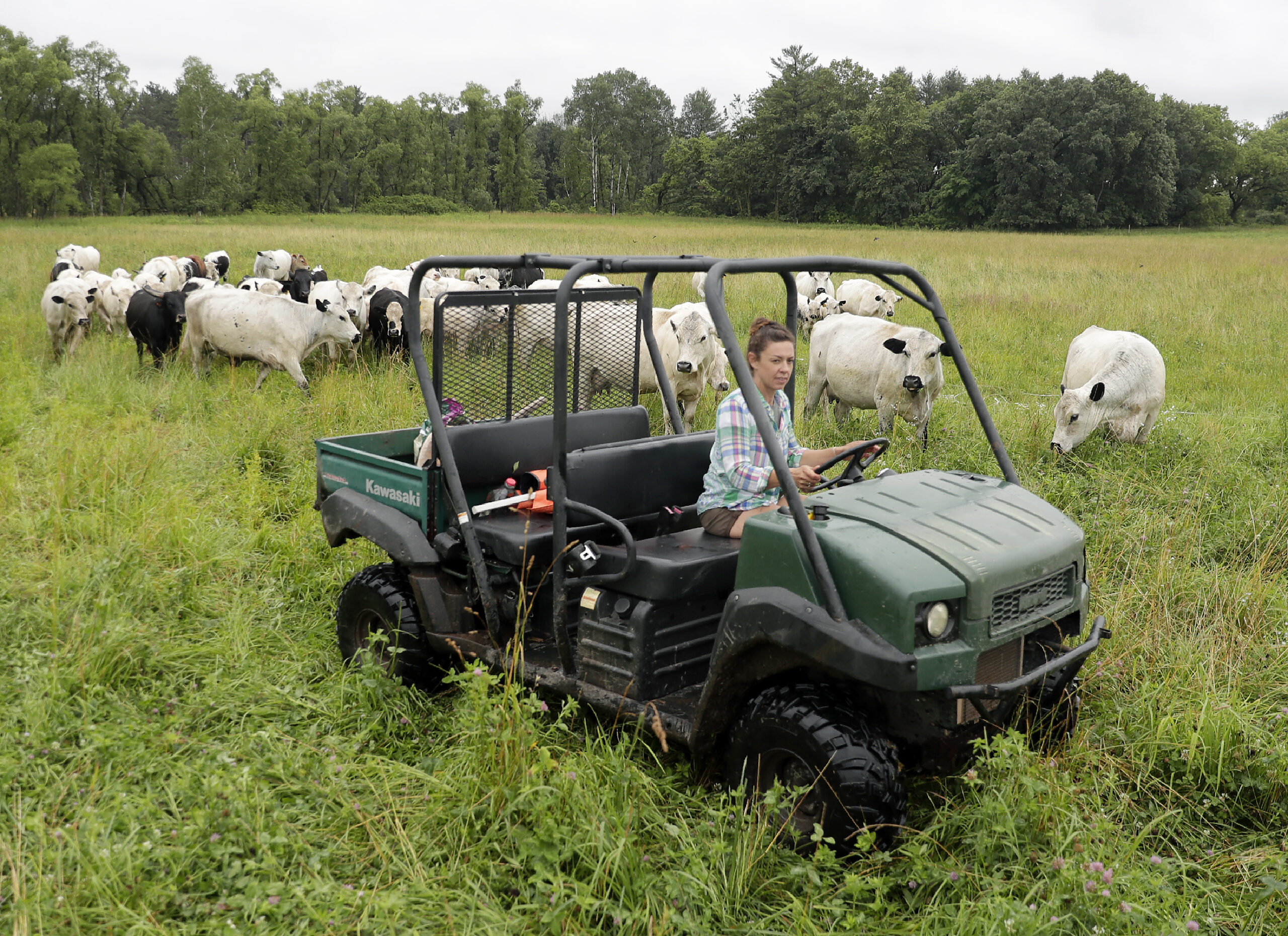 Rachel Bouressa moves a herd of British White Park cattle from one small pasture to another on the Bouressa Family Farm