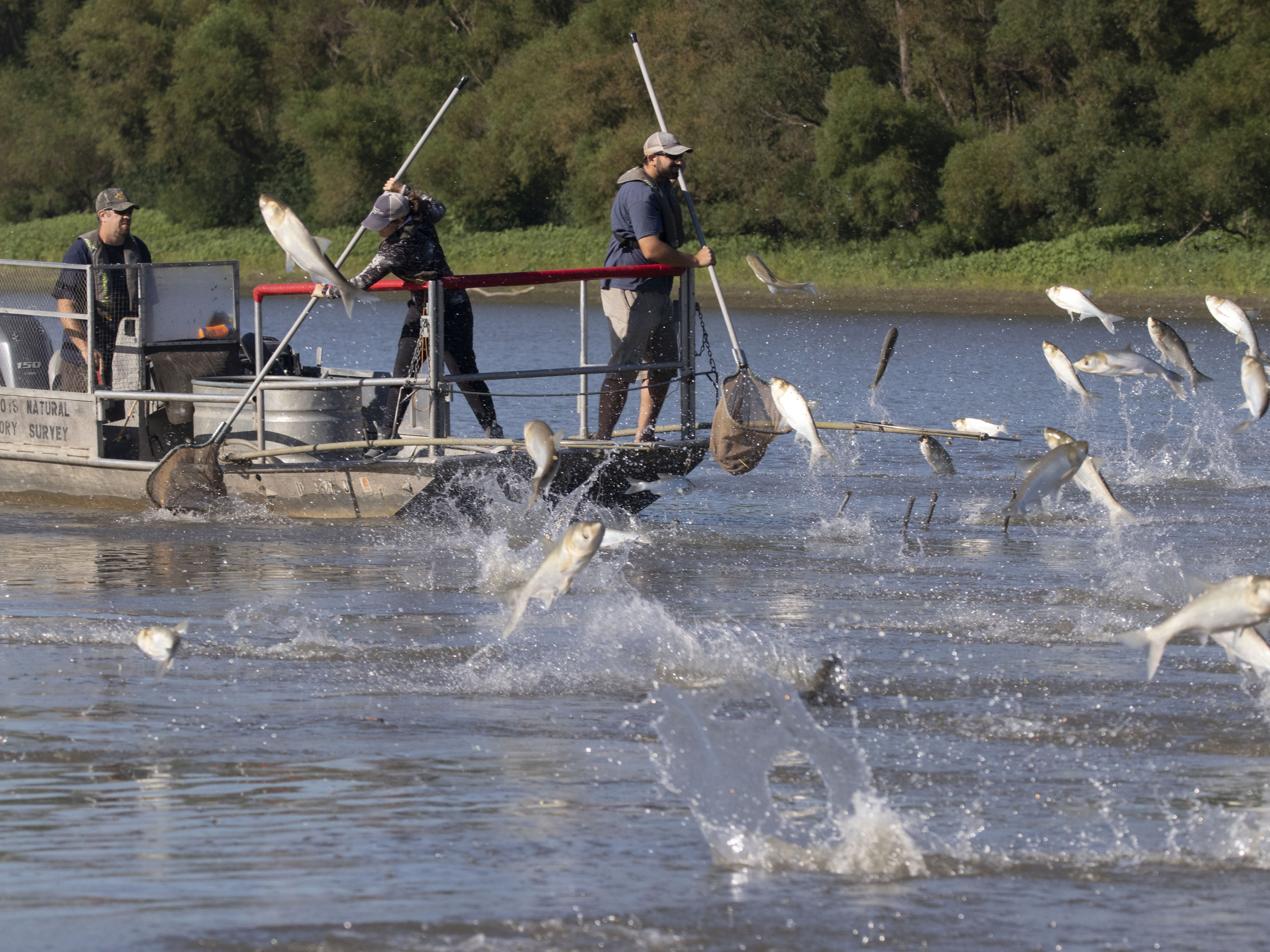Asian Carp Fishing, Saving the Great Lakes from Aquatic Invasive Species 