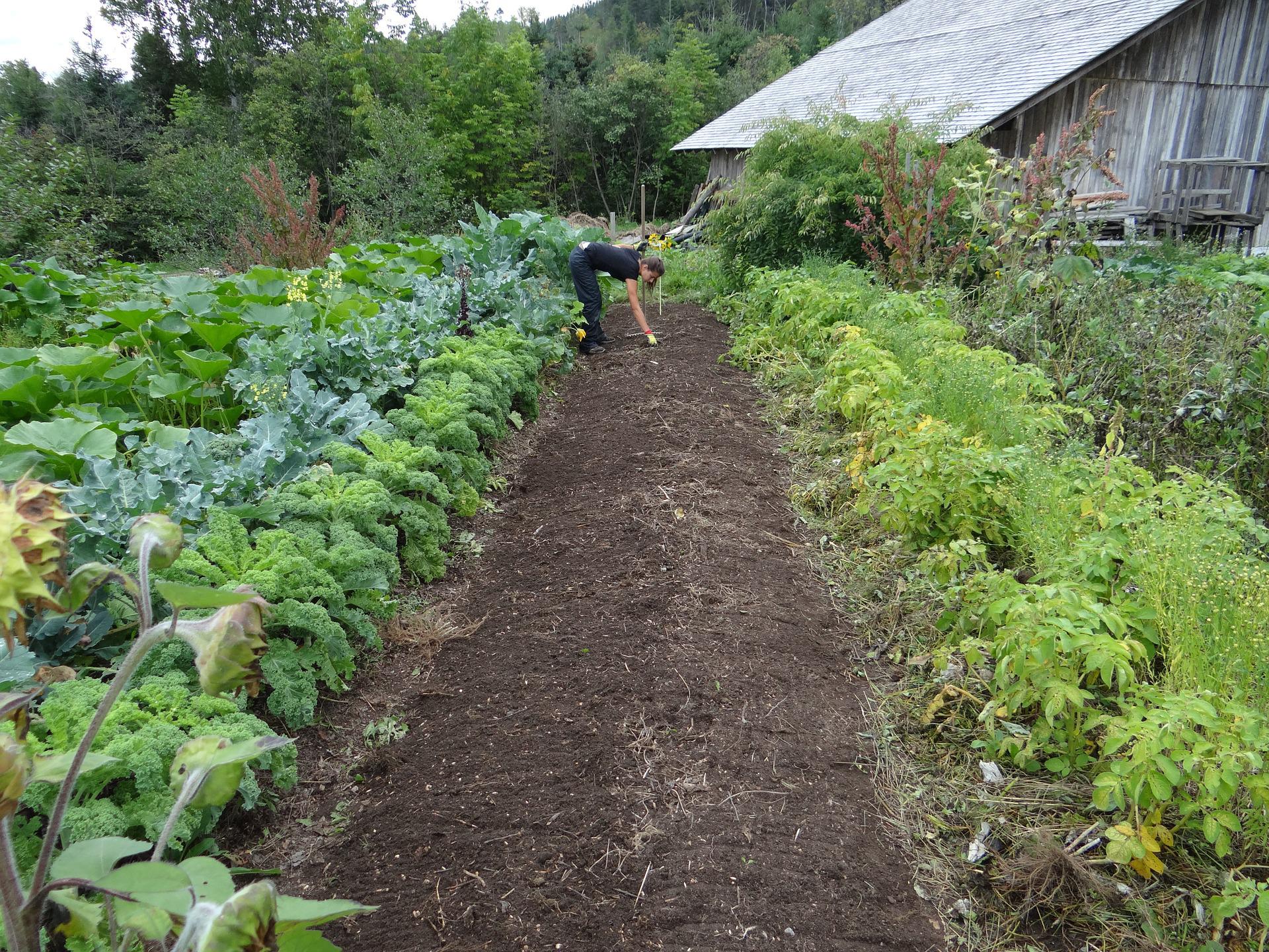 Woman planting fall vegetables in a vegetable garden.