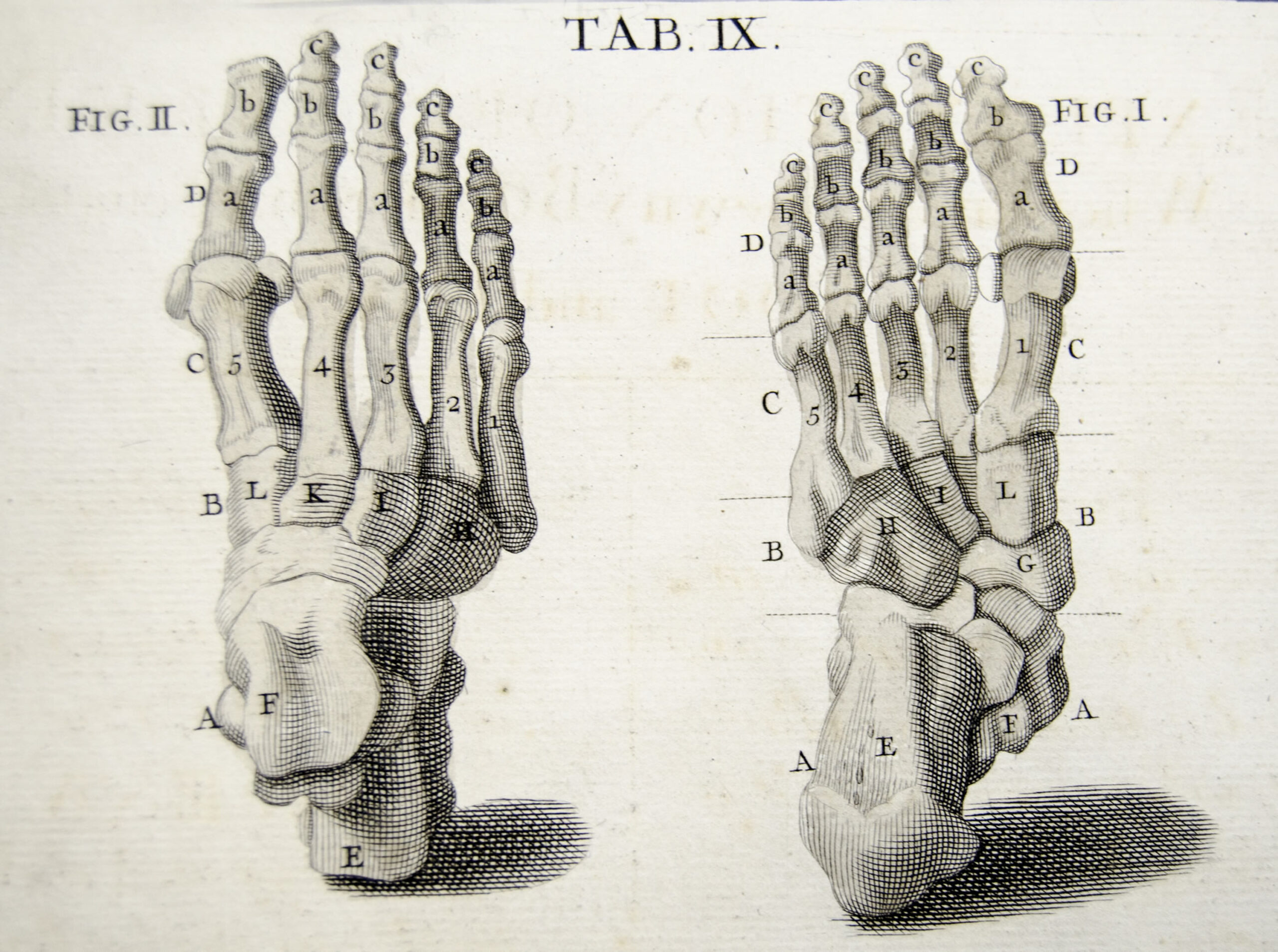 The bones of the human foot