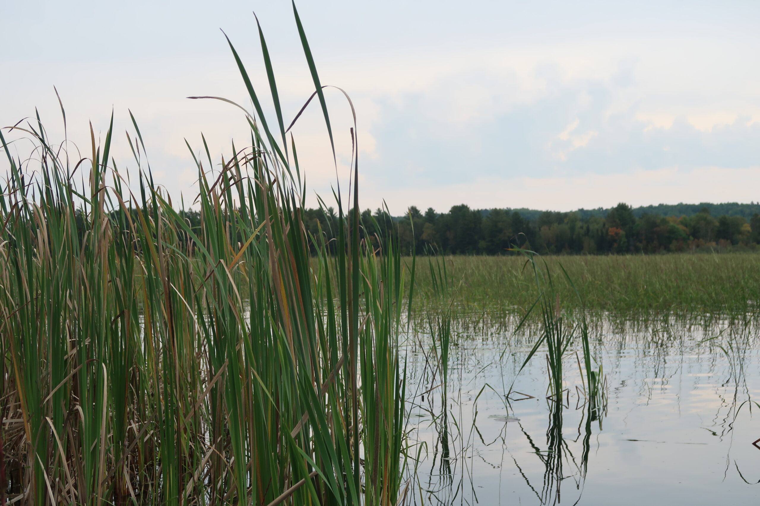 Research collaborative prioritizes Indigenous knowledge to better protect wild rice
