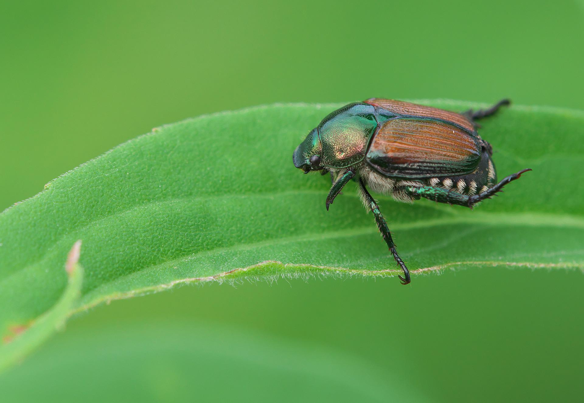 A Japanese beetle on a leaf