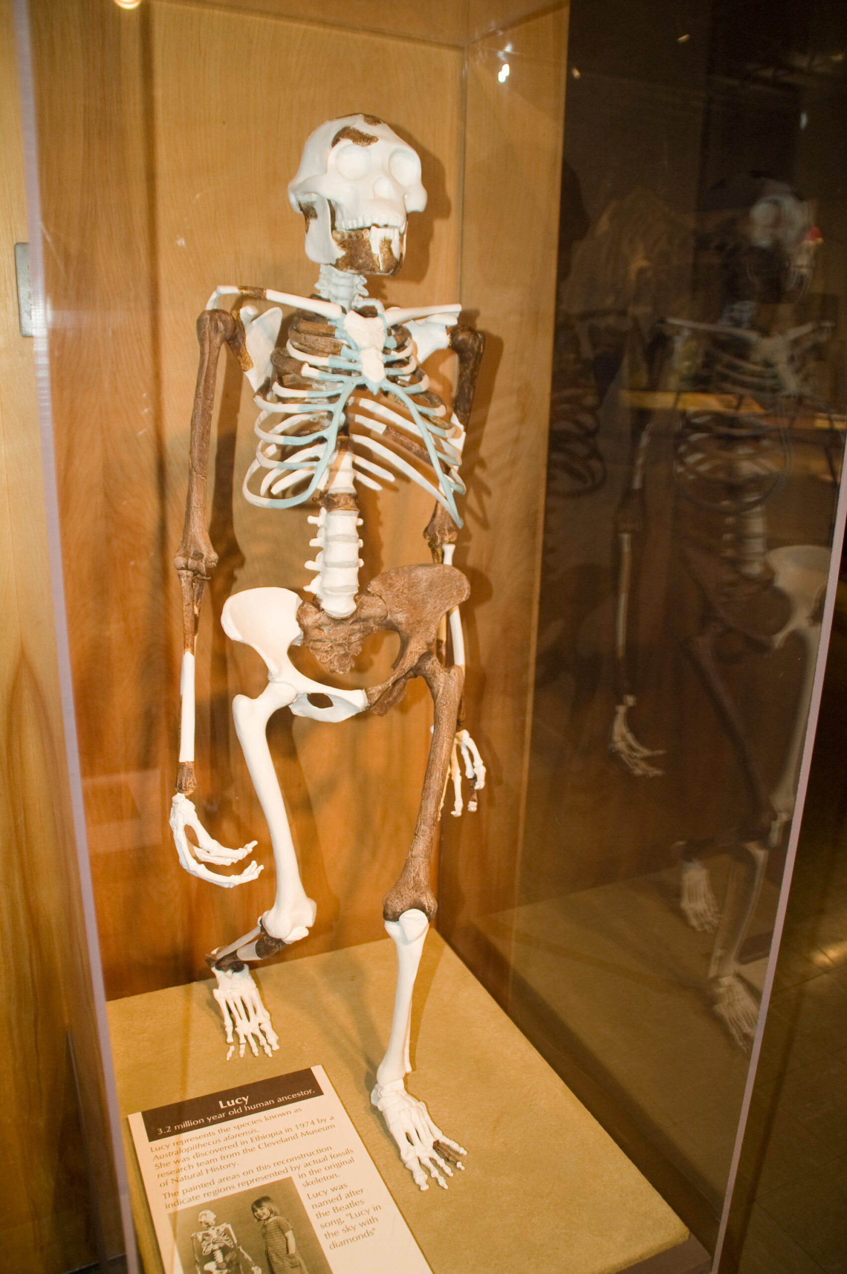 Replica skeleton of Lucy in the Cleveland Natural History Museum