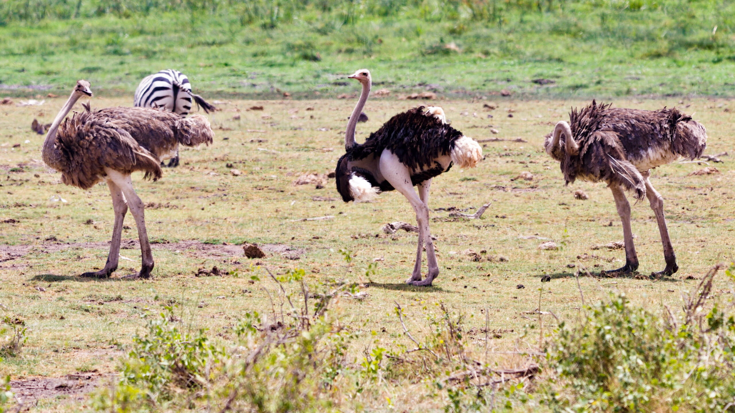 A male ostrich shows off its evolutionarily superior legs in Amboseli National Park, Kenya.