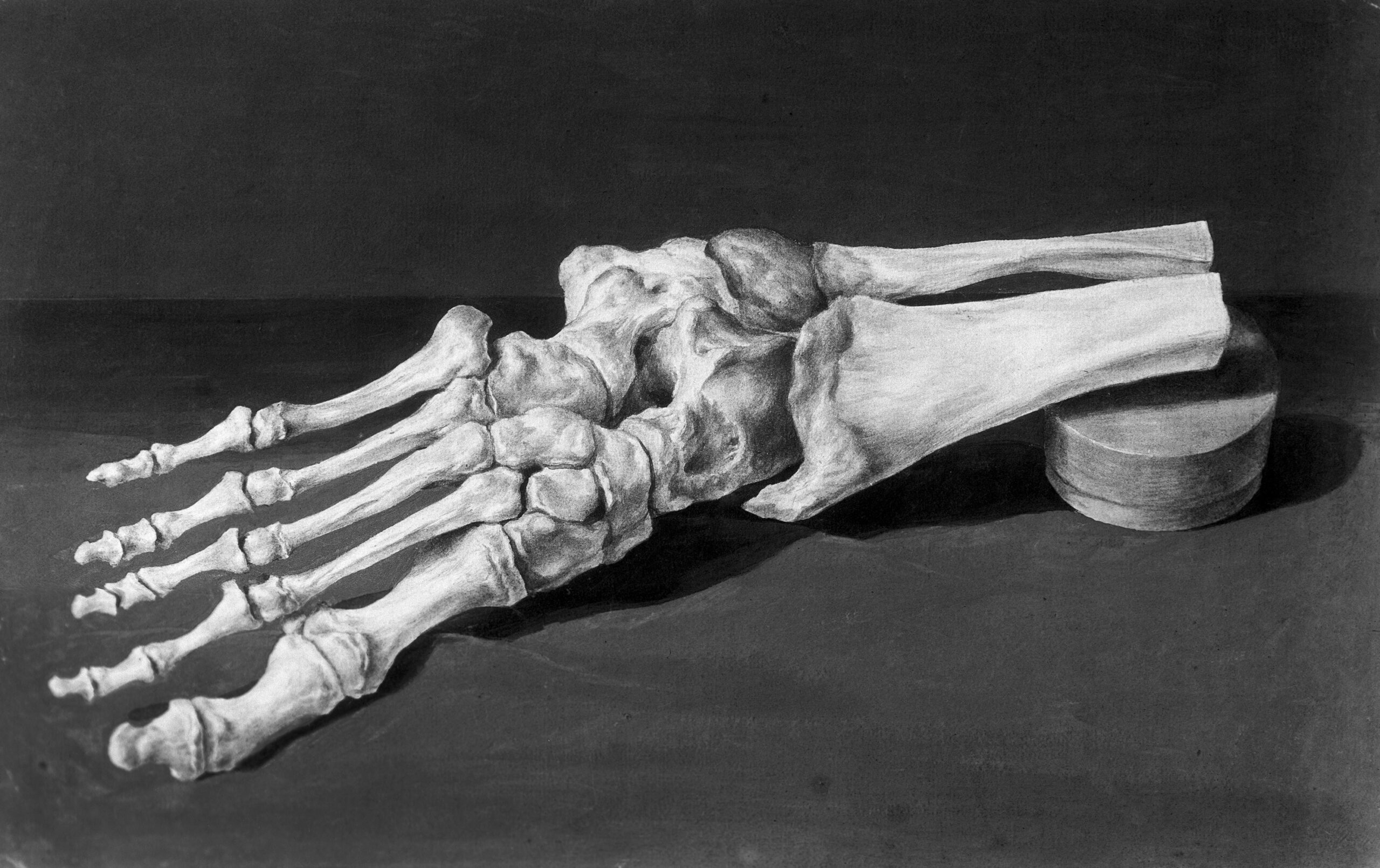 Skeleton of a foot