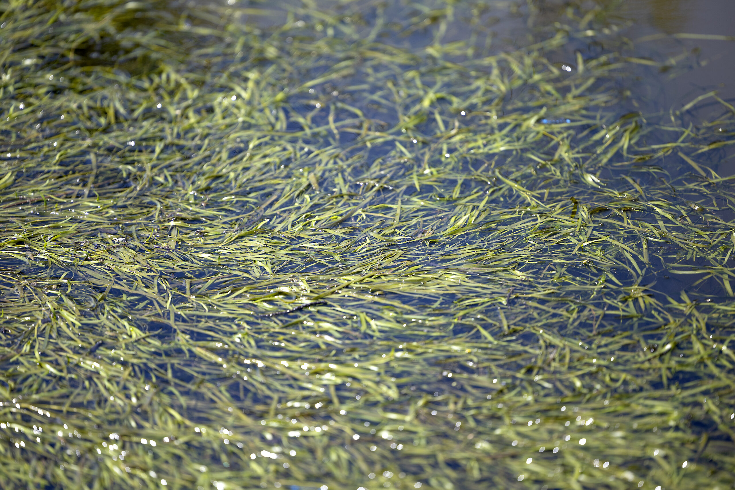 Weeds grow in an area that is making it difficult or impossible for boats to get through in Bay City, Wisconsin