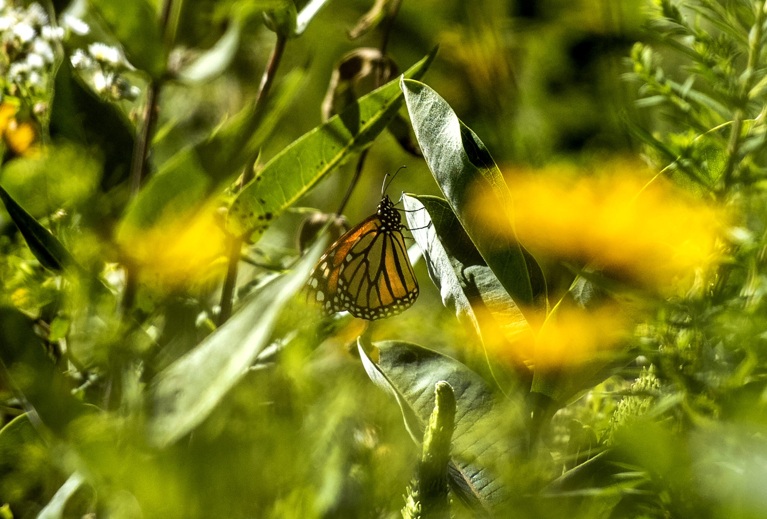 An orange butterfly hangs on to a green leaf in a field.