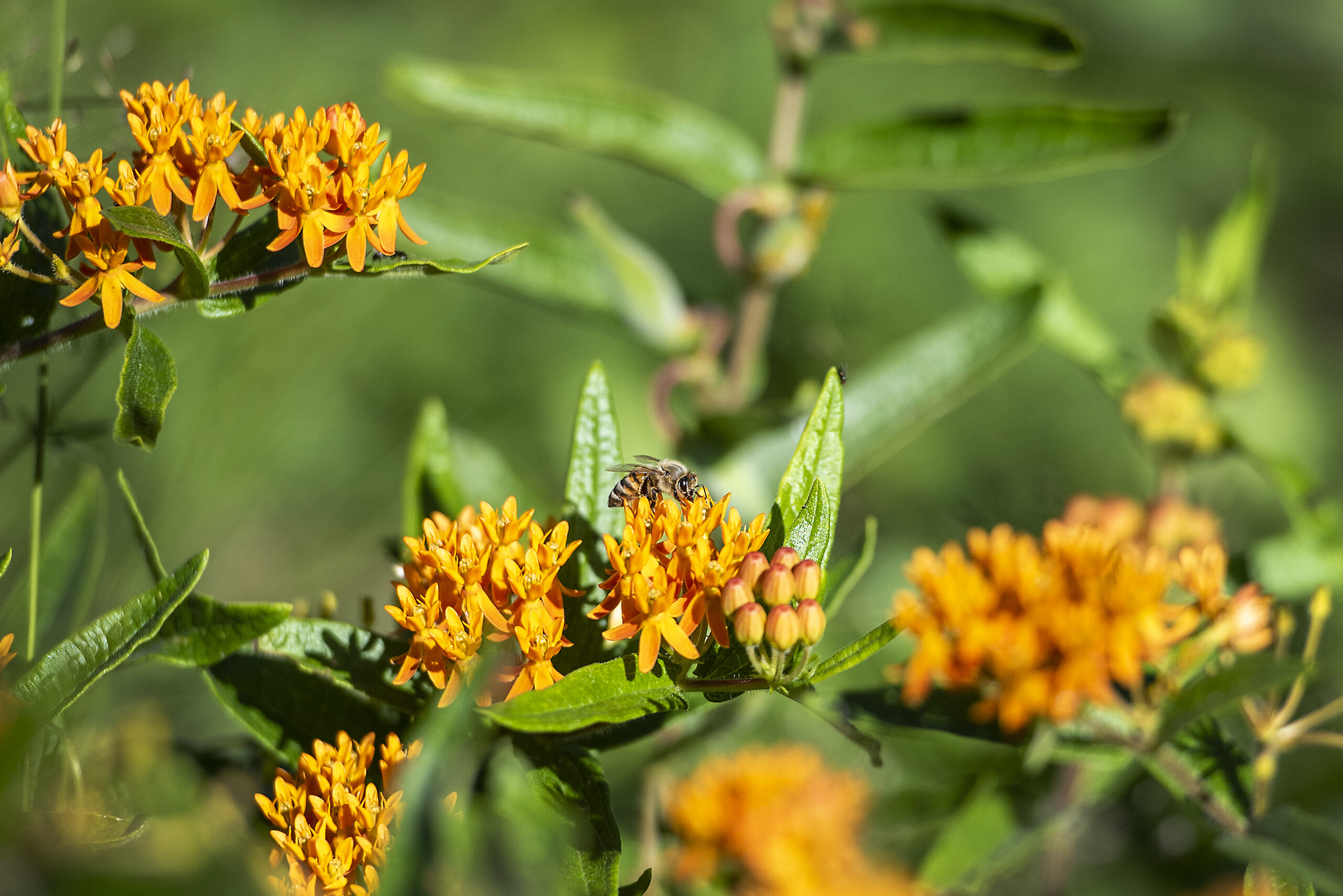 A bee crawls on a small orange flower.