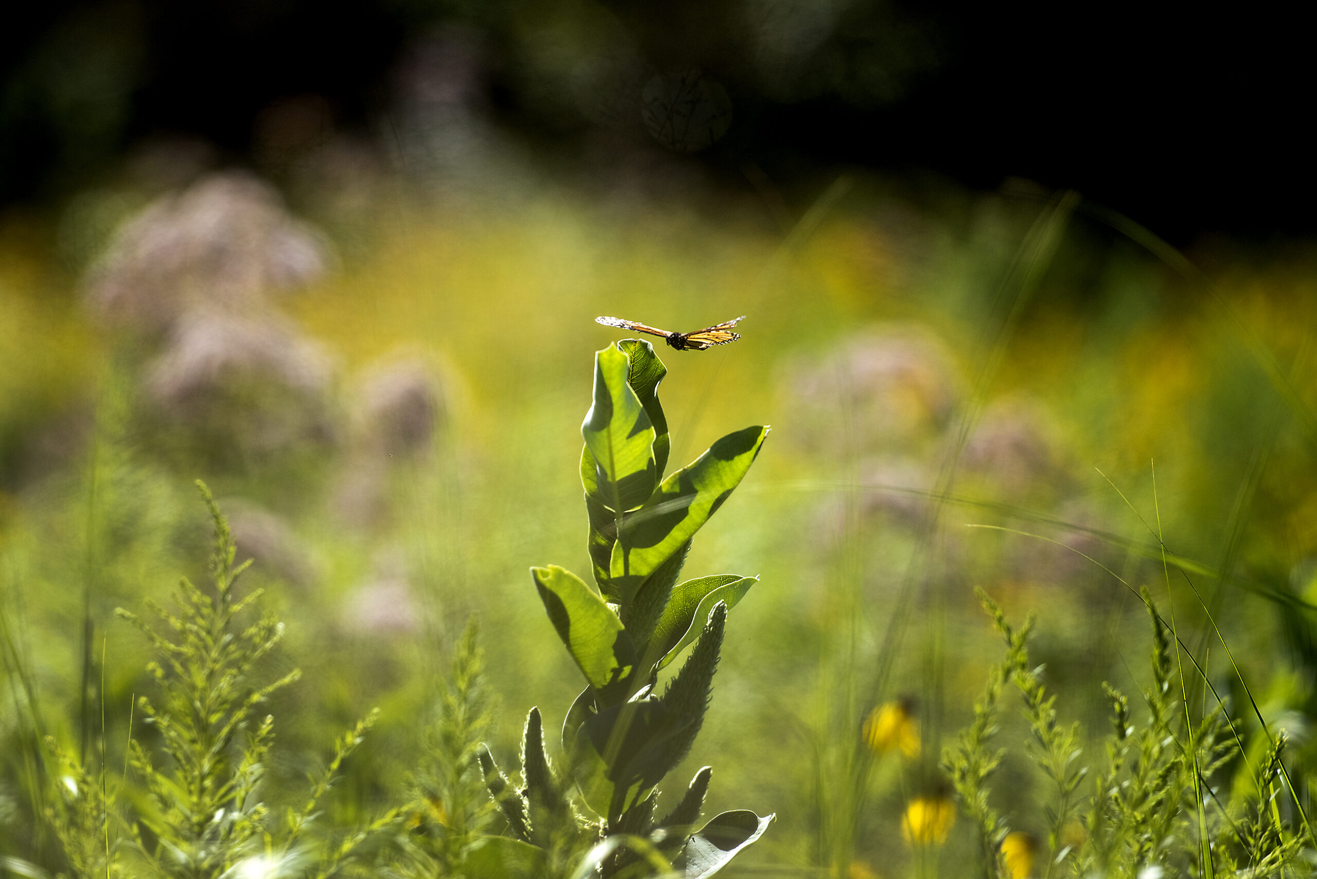 An orange butterfly's wings are spread wide as it glides above plants.