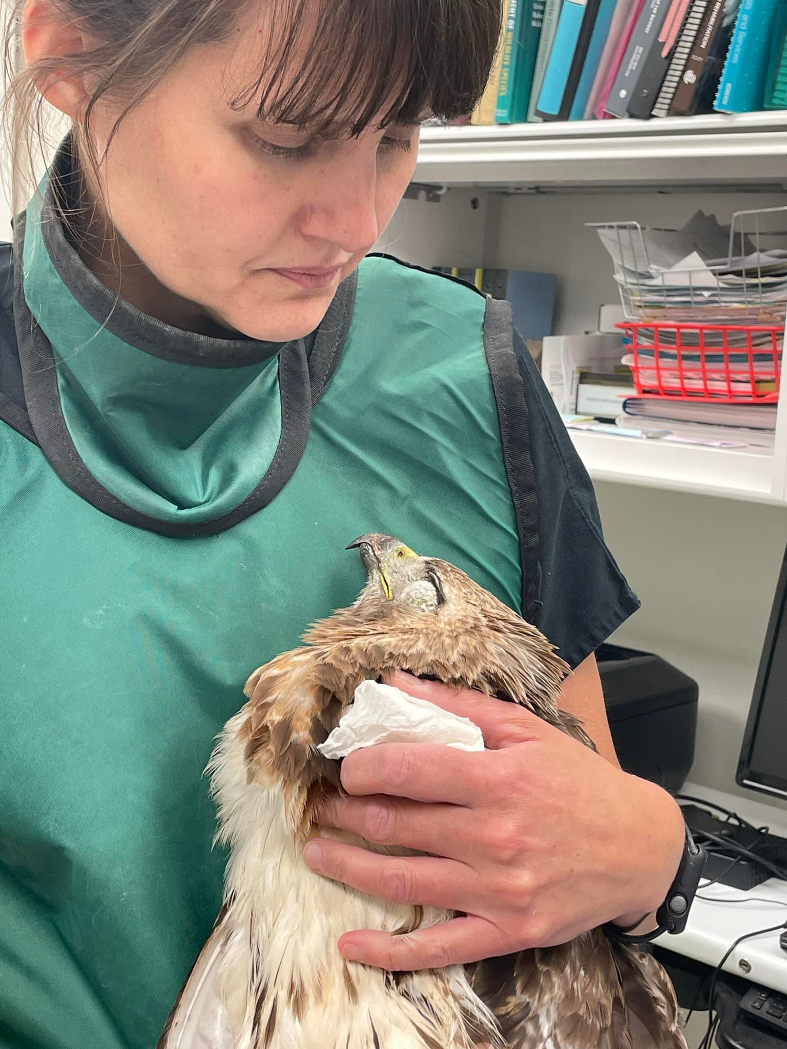 A staff member at Fellow Mortals Wildlife Hospital holds the dying eagle