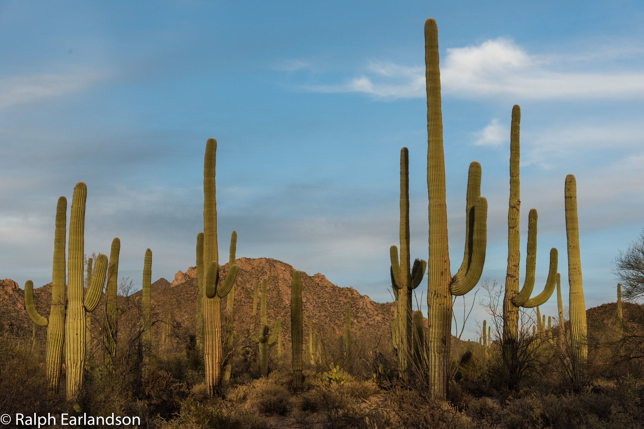 Saguaros in Saguaro National Park