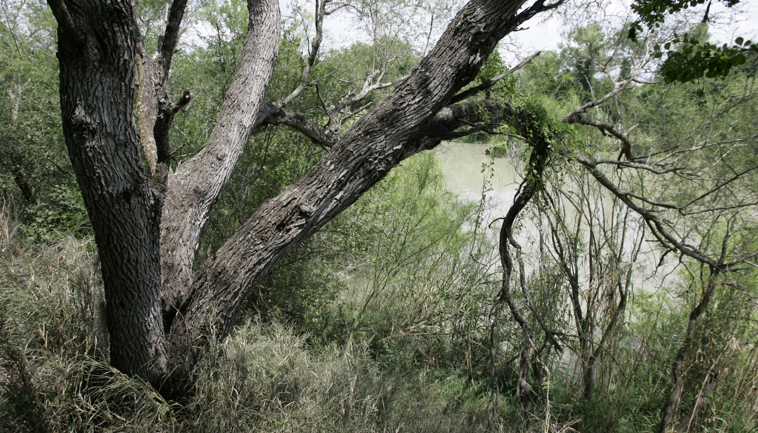 mesquite tree