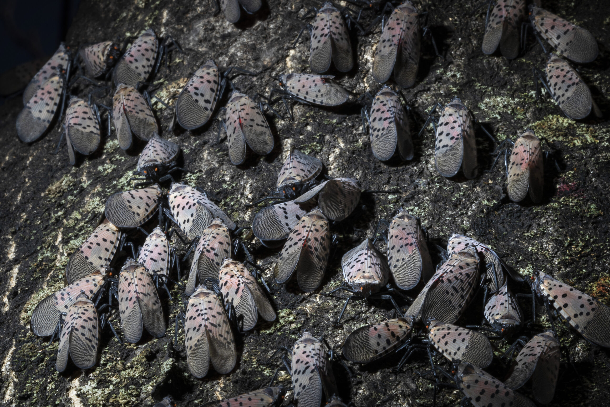 Several spotted lanternfly gather on a tree