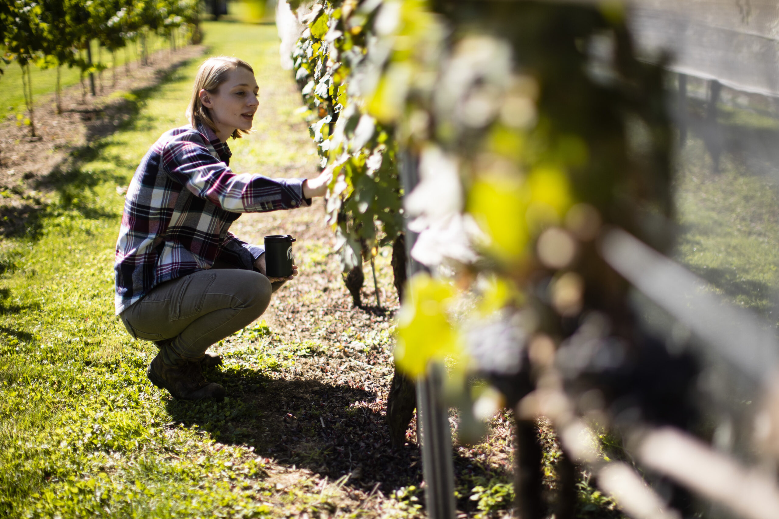 A woman attends to a grape vine