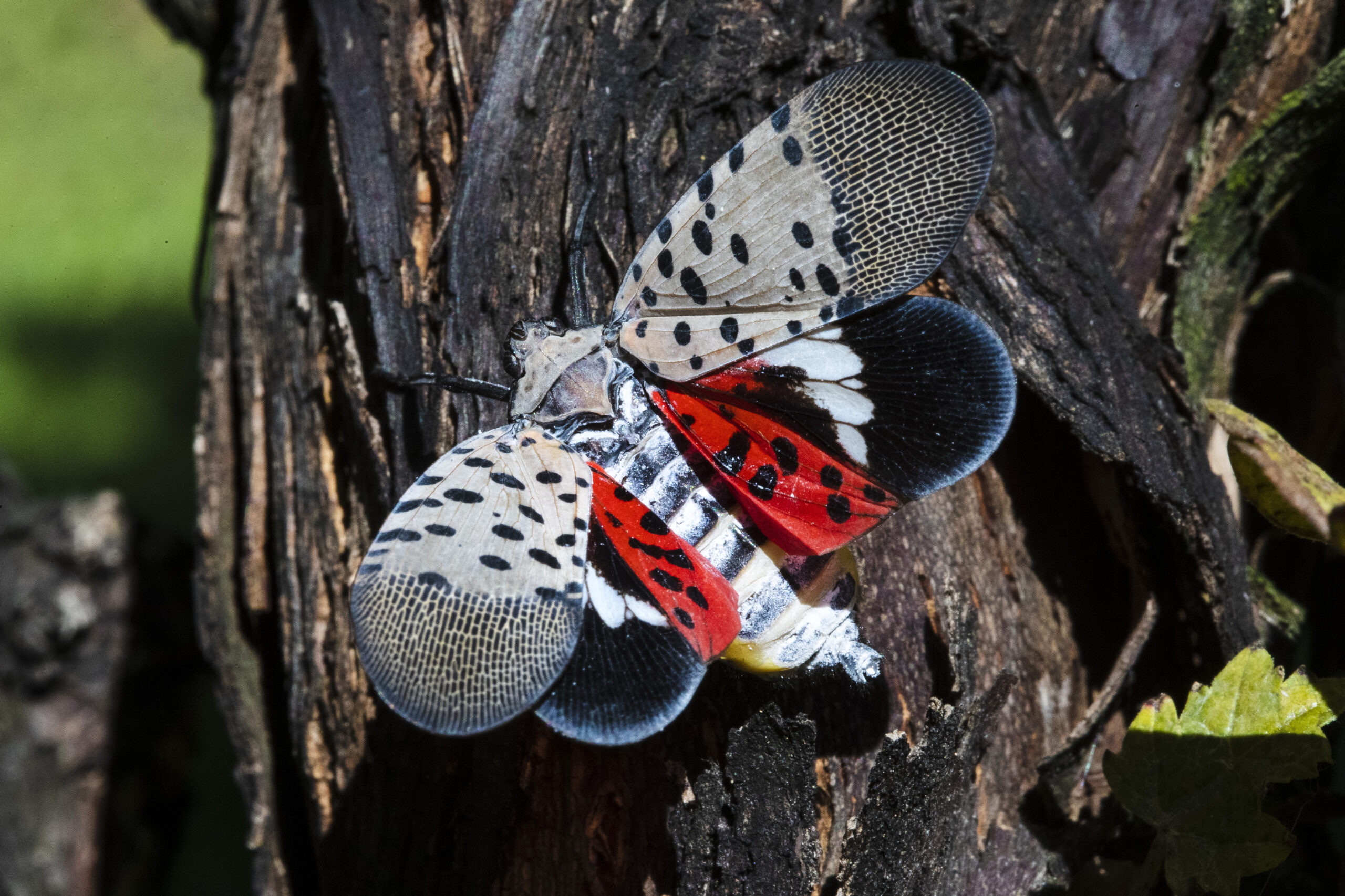 A fly rests on a tree. It is black, red and gray and speckled