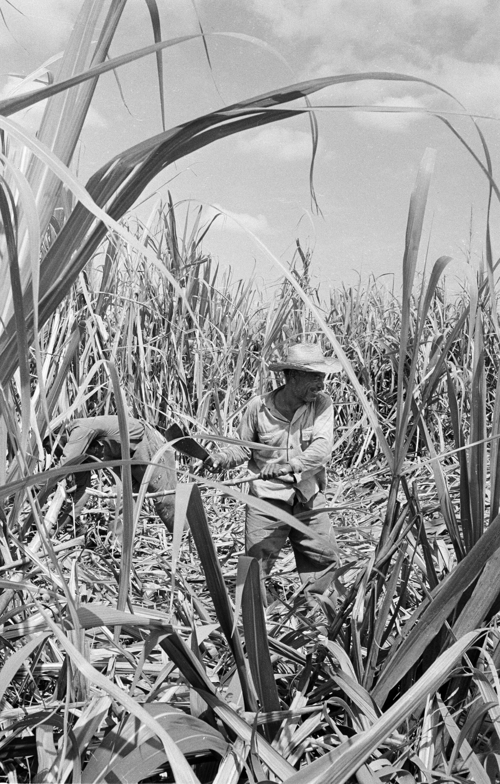A cane cutter swings a machete as he harvests sugar cane in Cuba's fields