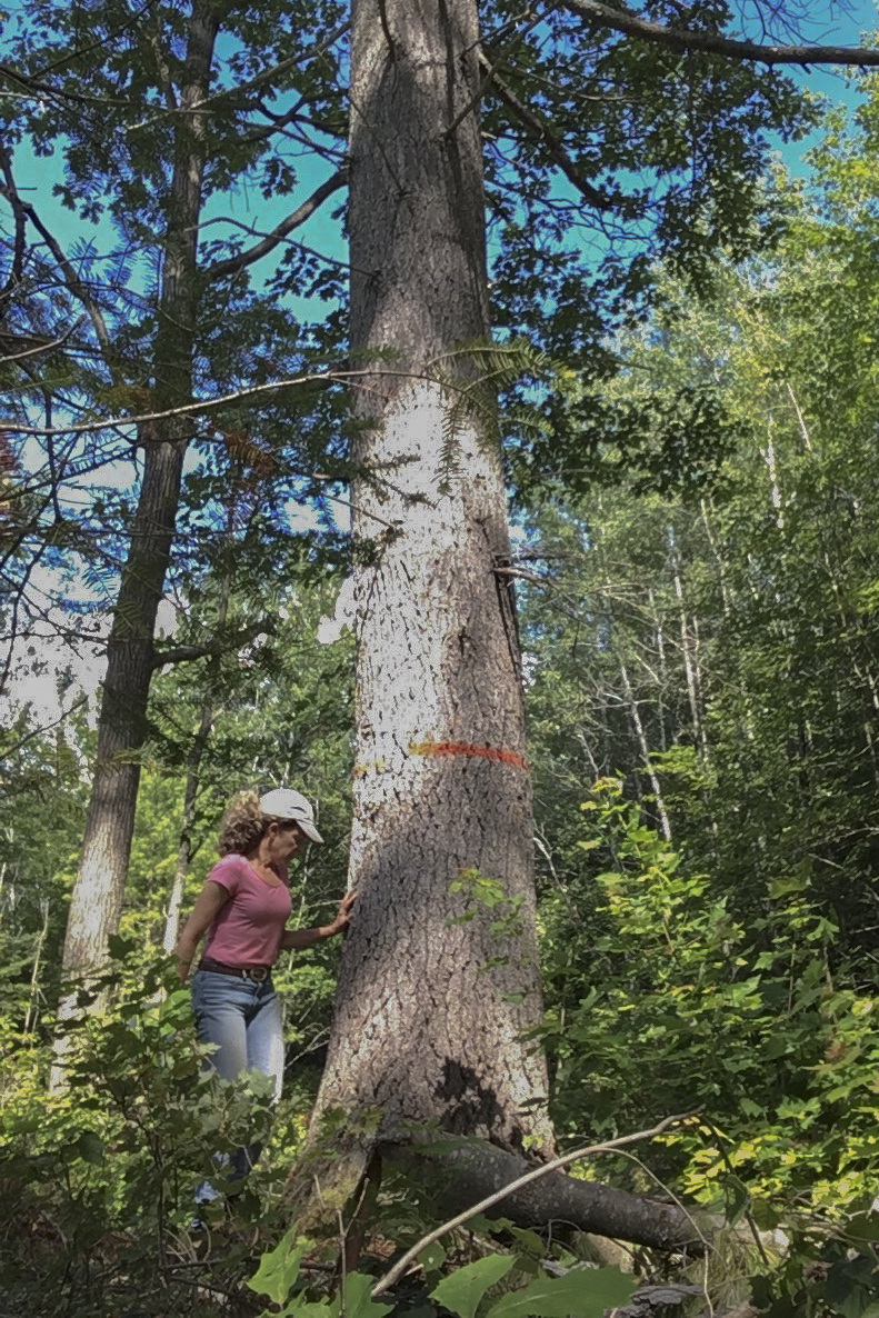 Ardis Berghoff, a writer in Vilas County, Wis., is shown near a tree