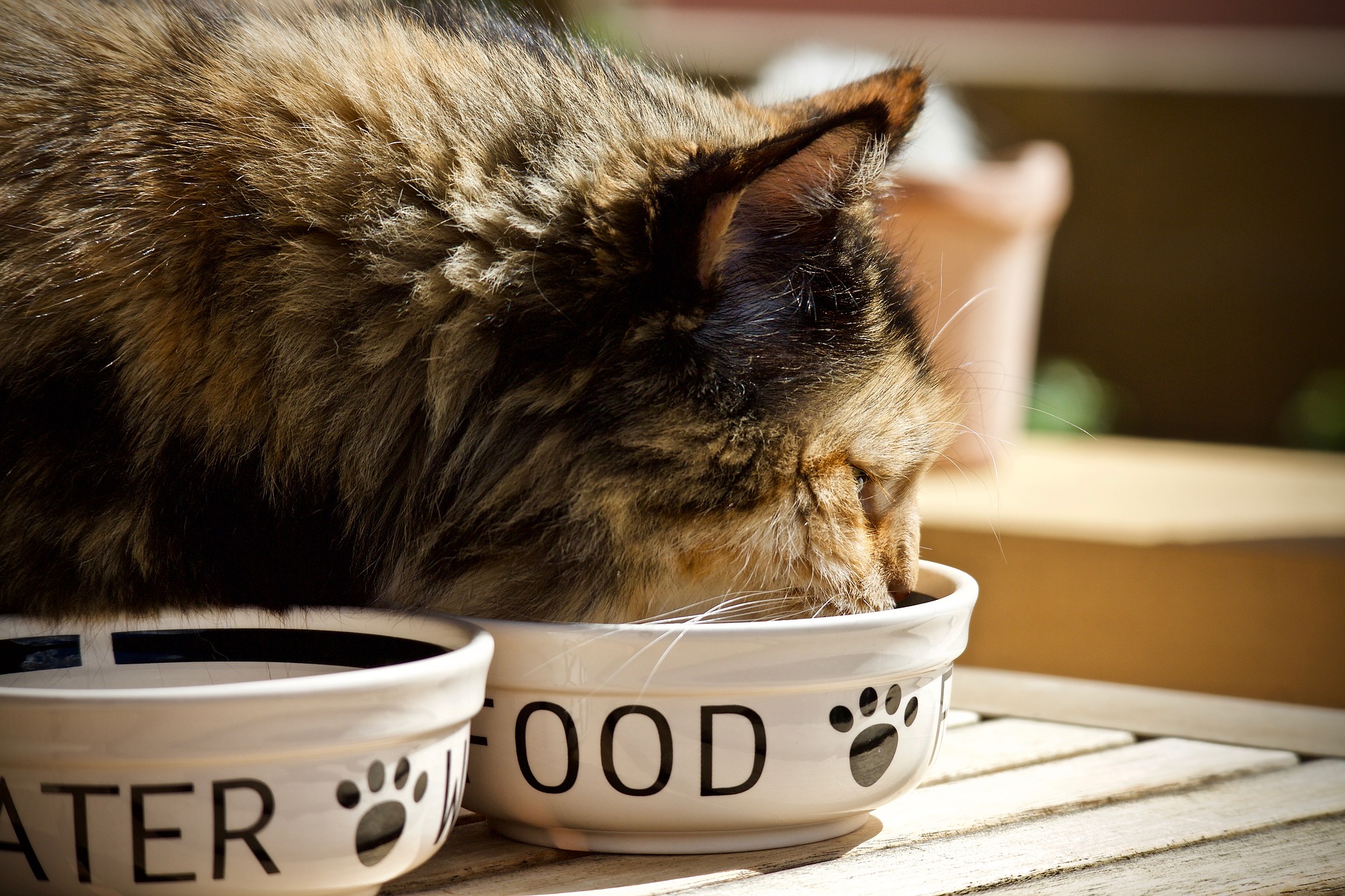 Cat eating food from bowl.