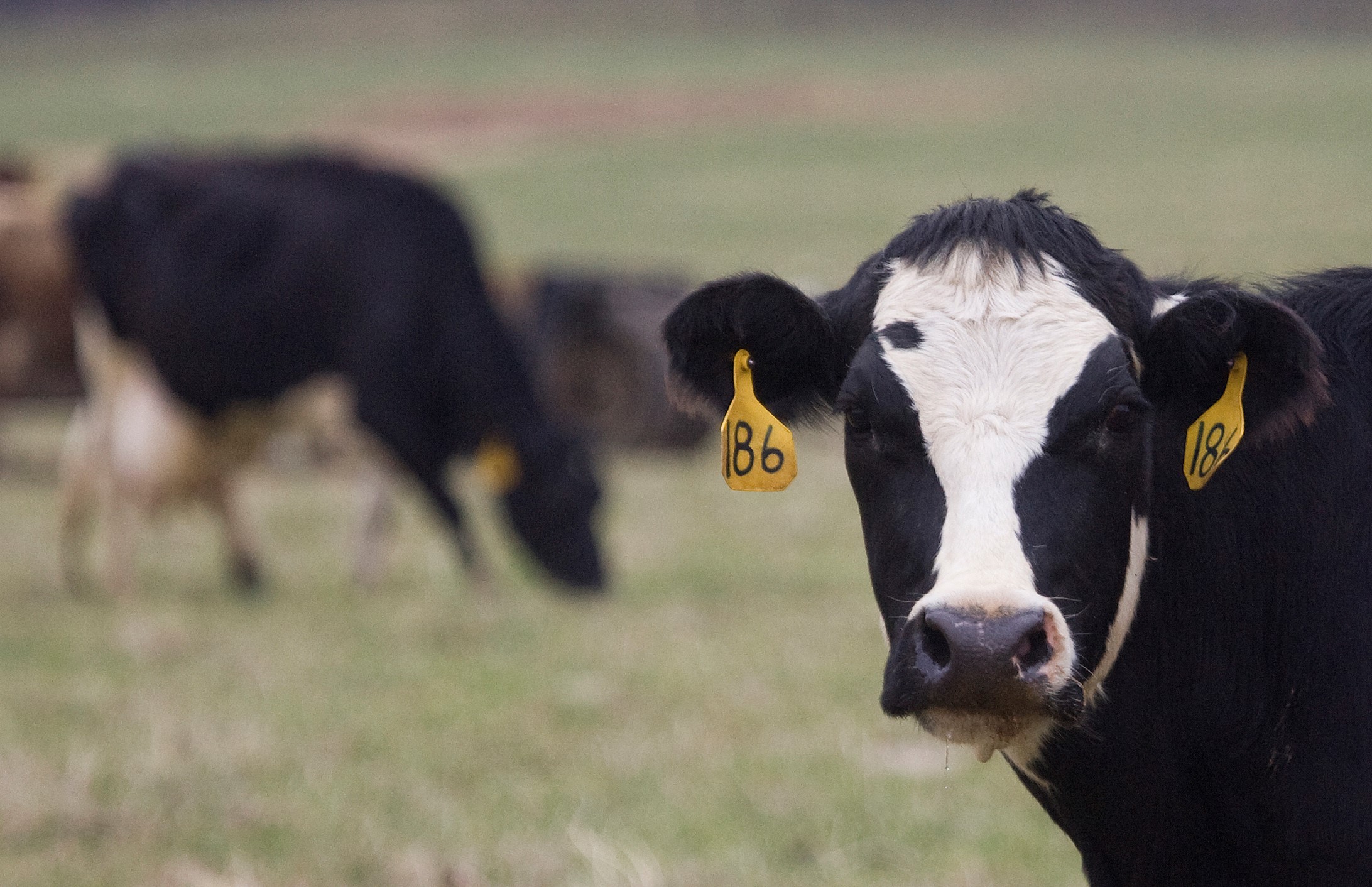 USDA requiring avian flu testing in some dairy cows