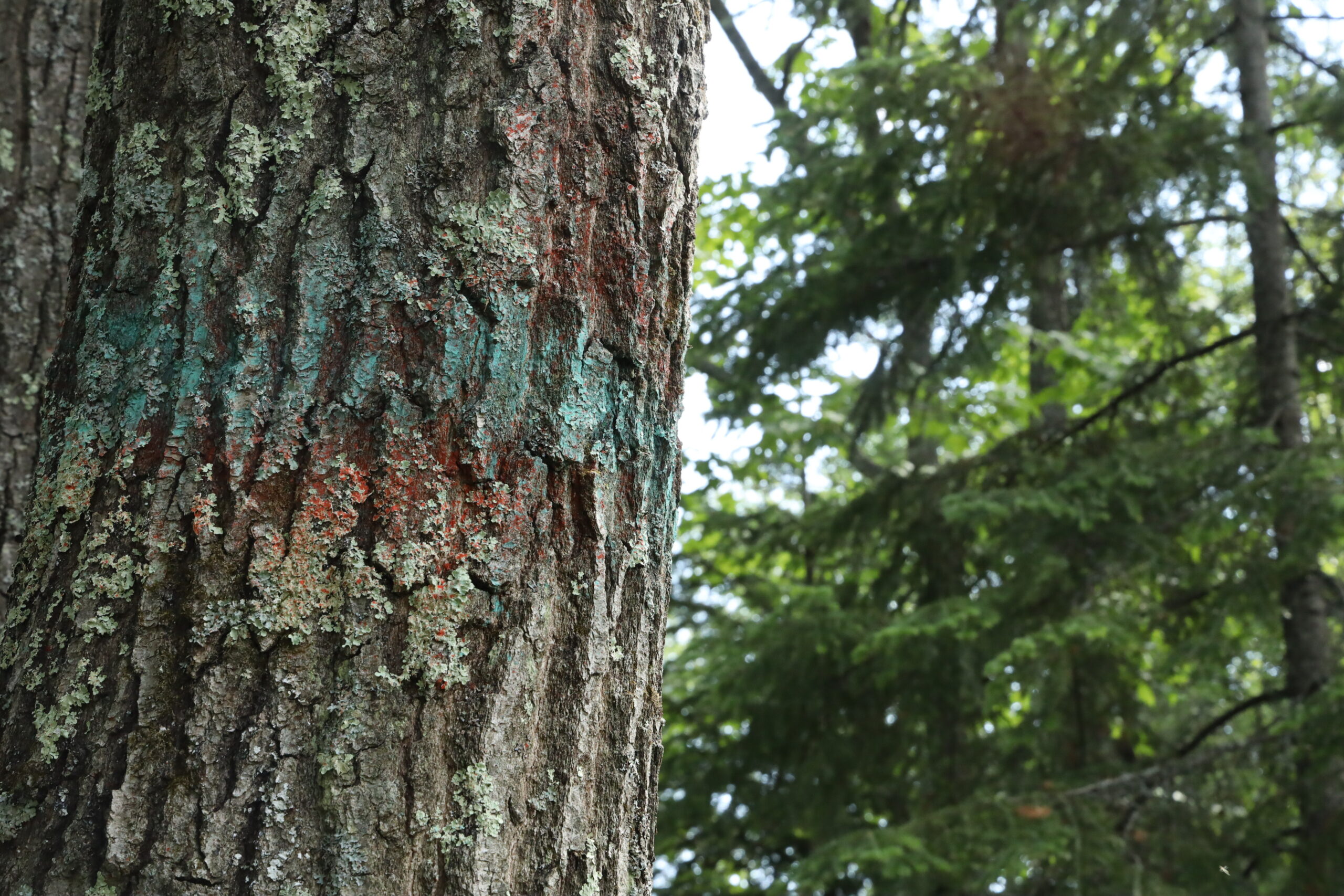 A green marking overlays an orange marking on a tree trunk near Whitney Lake in Vilas County
