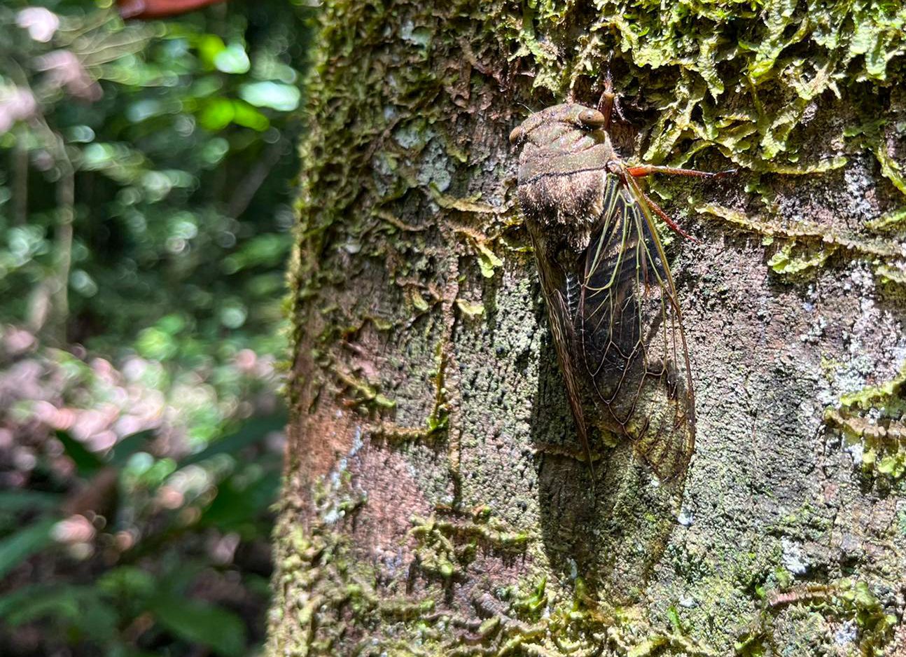 Barro Colorado Island teems with tropical creatures, big and small.