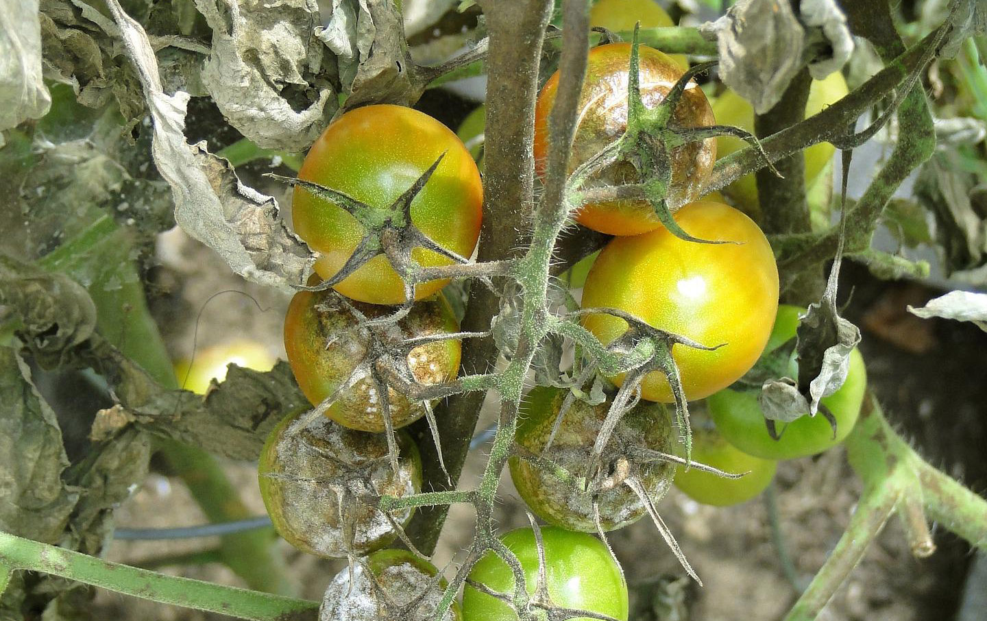 Tomato blight in garden.