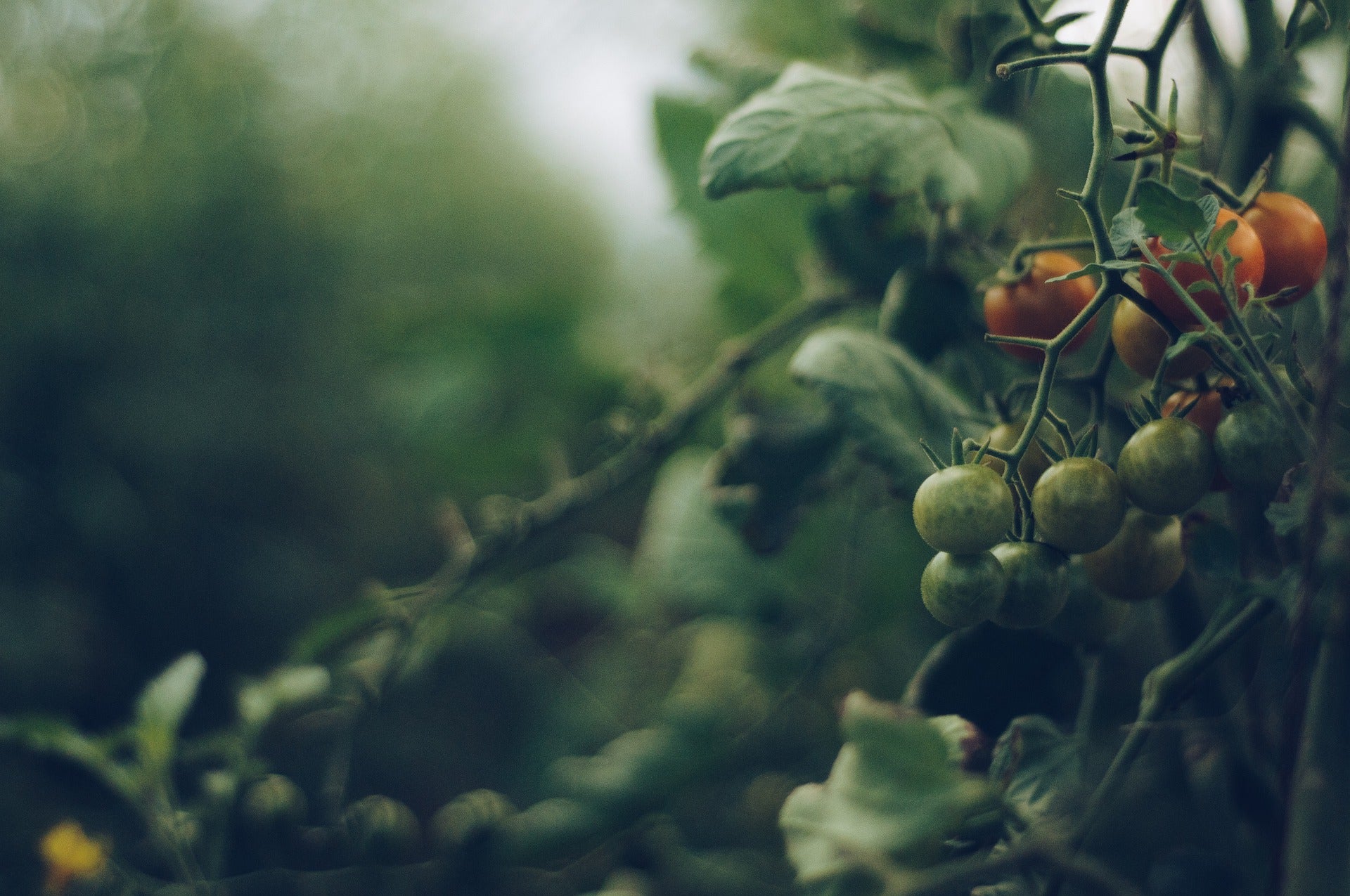 Tomatoes on the vine in a garden.