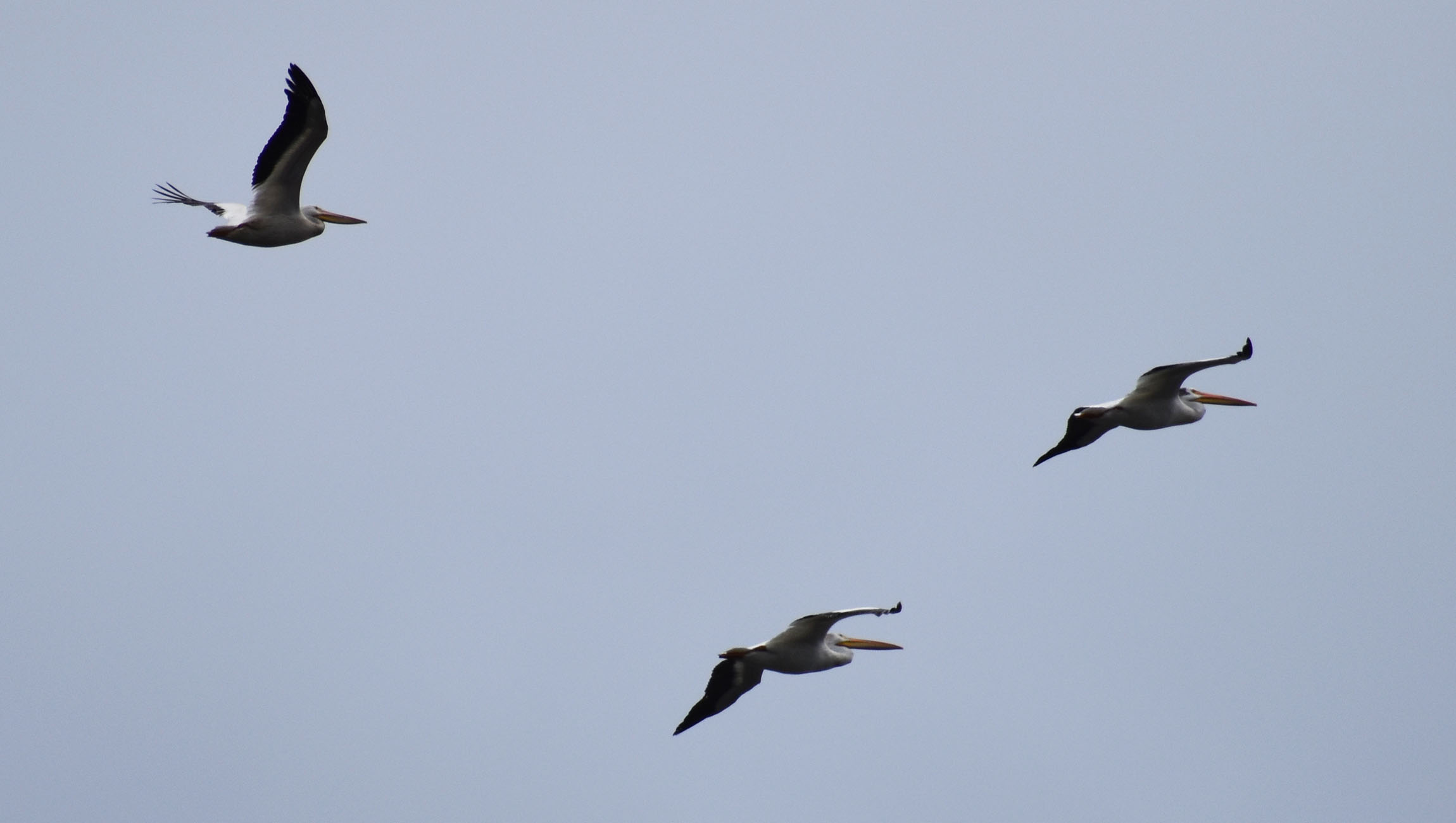 white pelicans