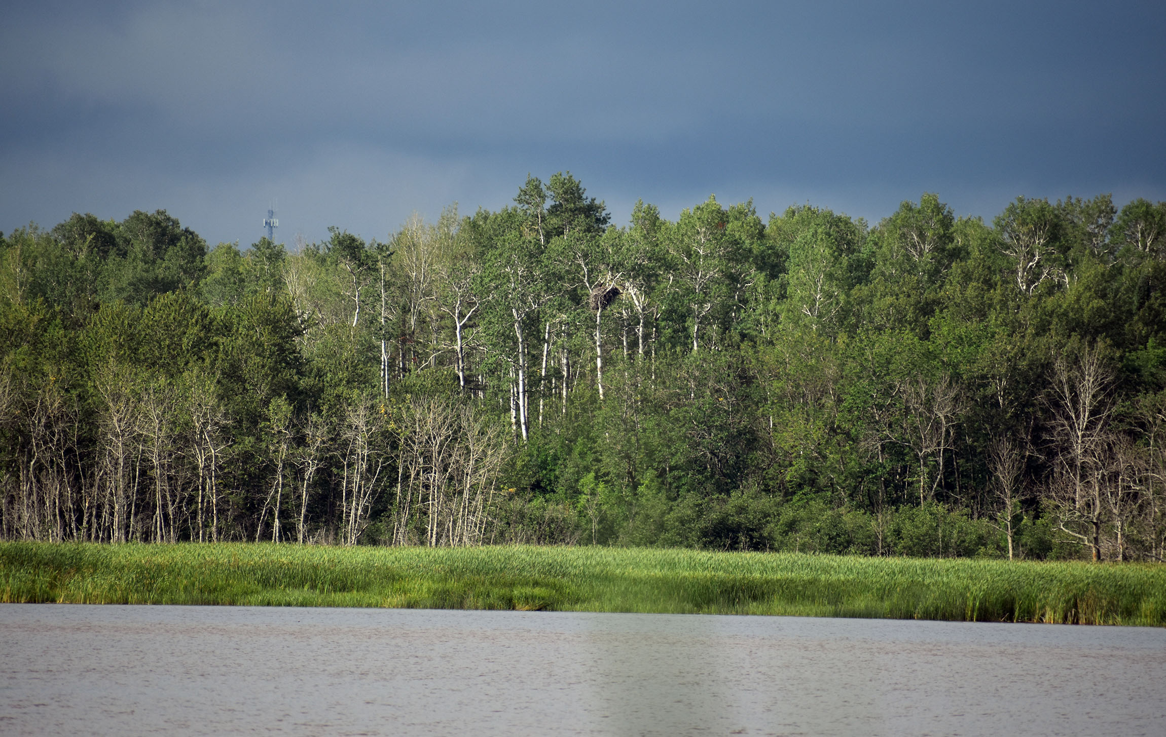 bald eagle's nest