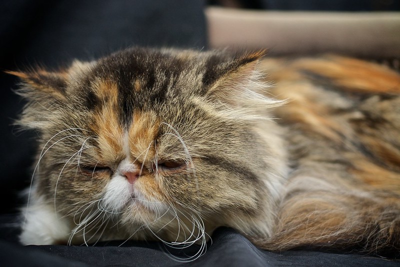 Close up of a sleeping cat's face