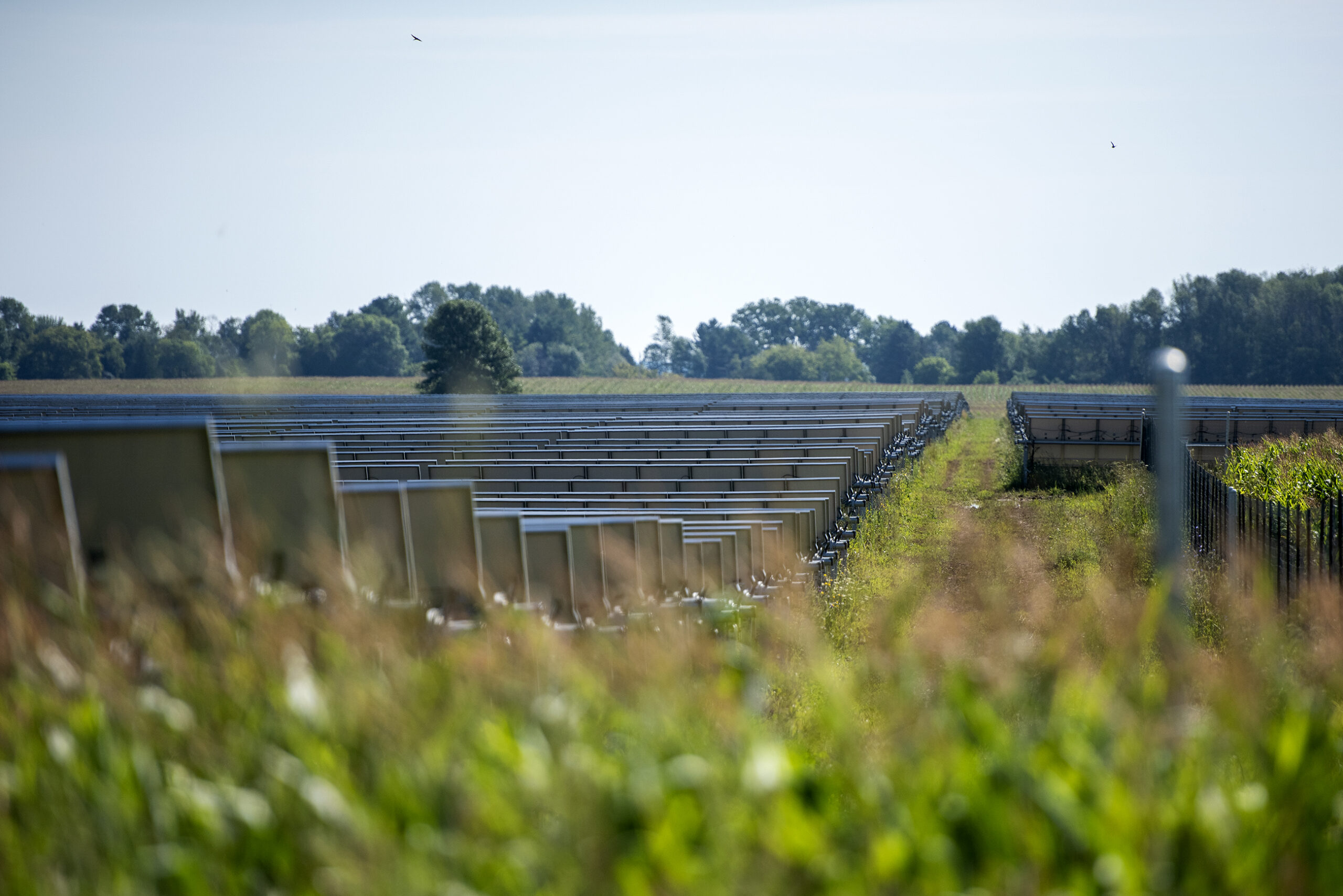 Rows of solar panels are seen behind corn.