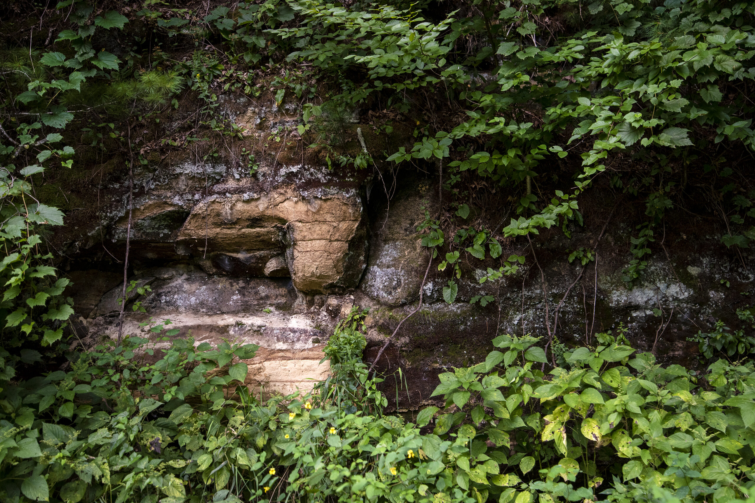 Rock formations have stripes as they're surrounded by green leaves.