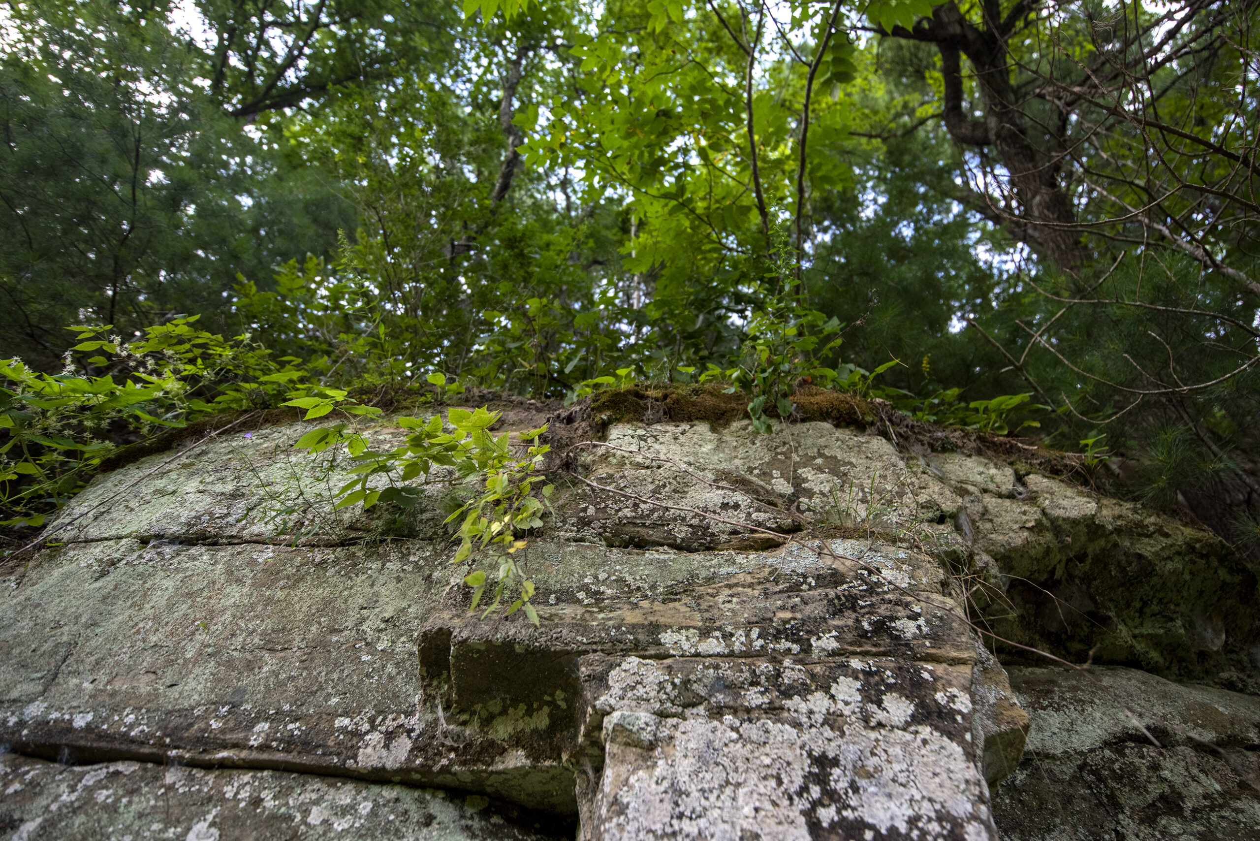 The edge of a rock is exposed as plants and trees grow on top.