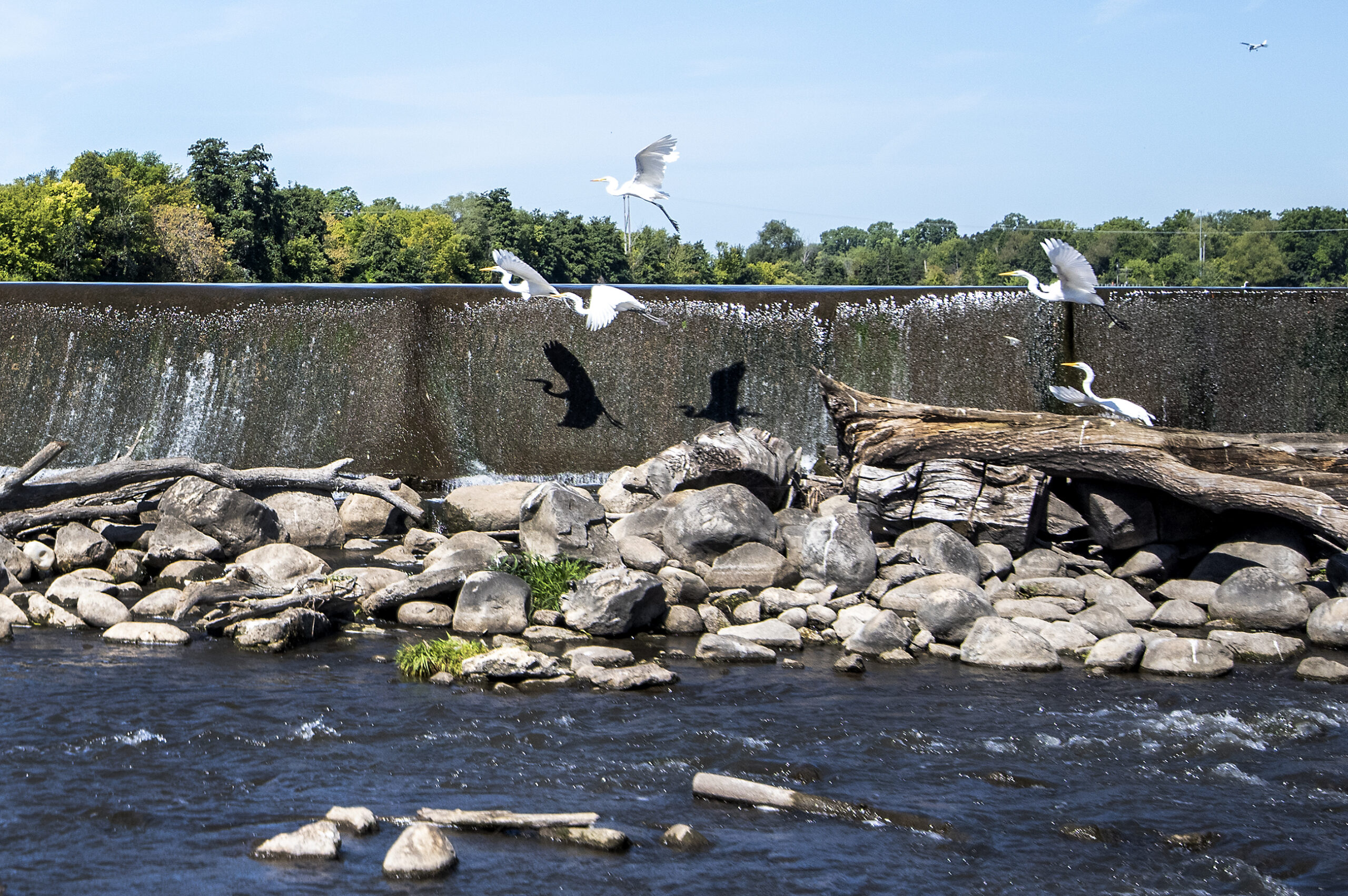 White birds fly in front of water streaming down a dam.