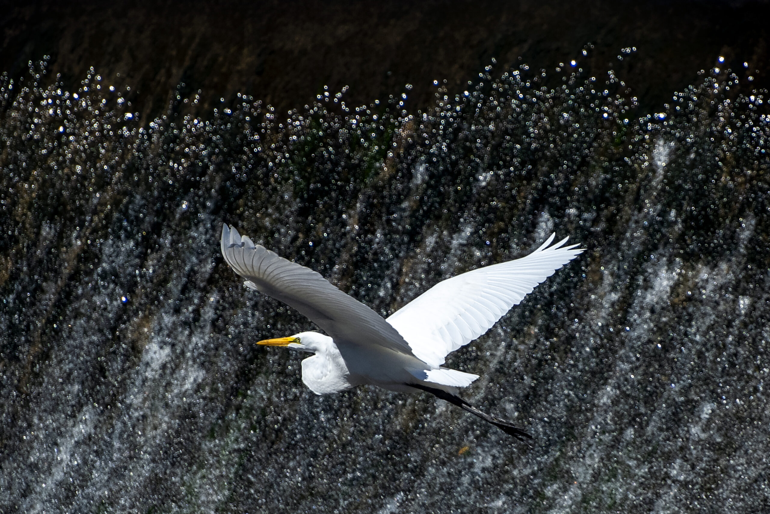 A white bird spreads its wings wide as it glides in front of falling water.