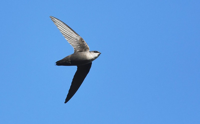 A chimney swift flies against a blue sky