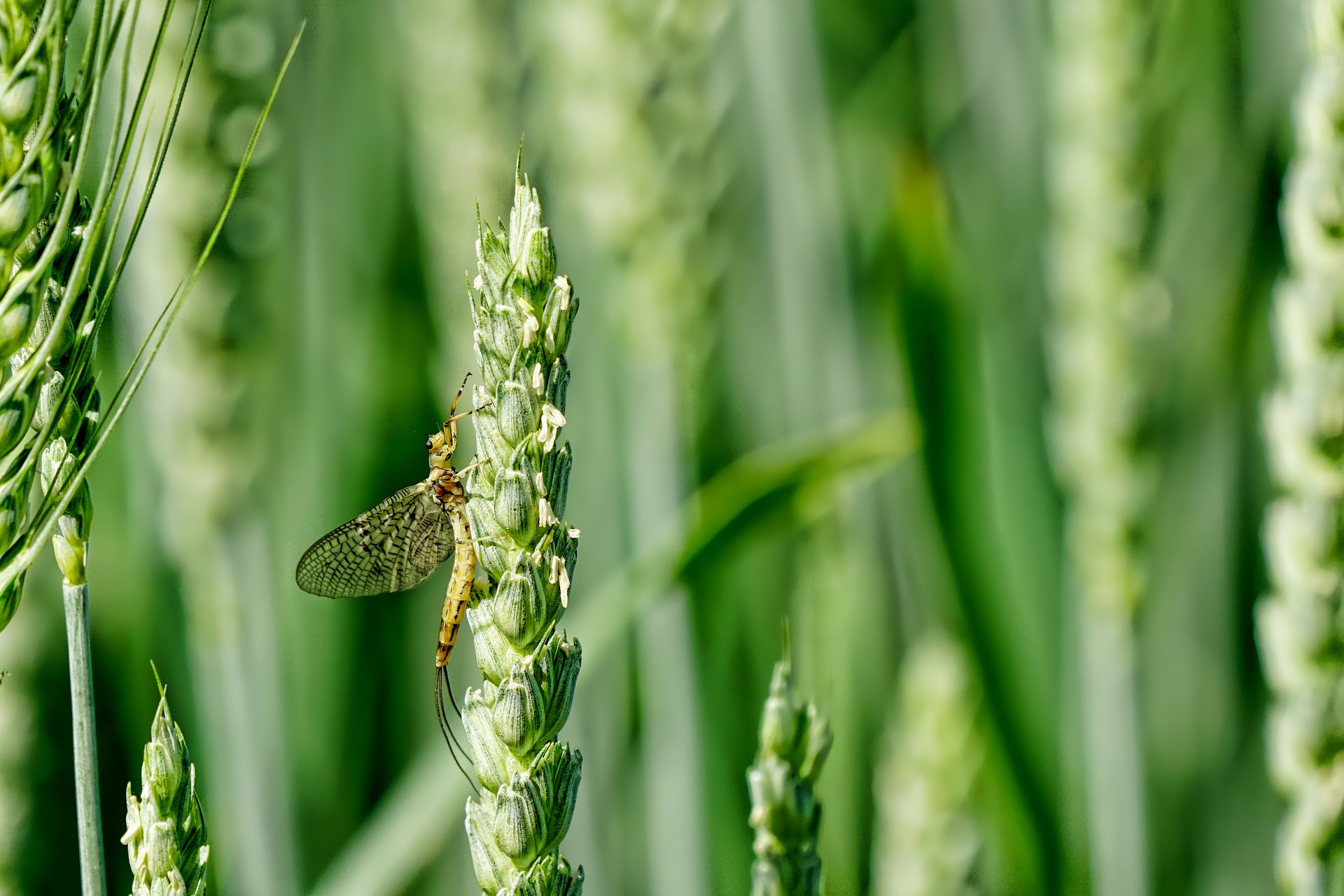 A mayfly rests on a plant.
