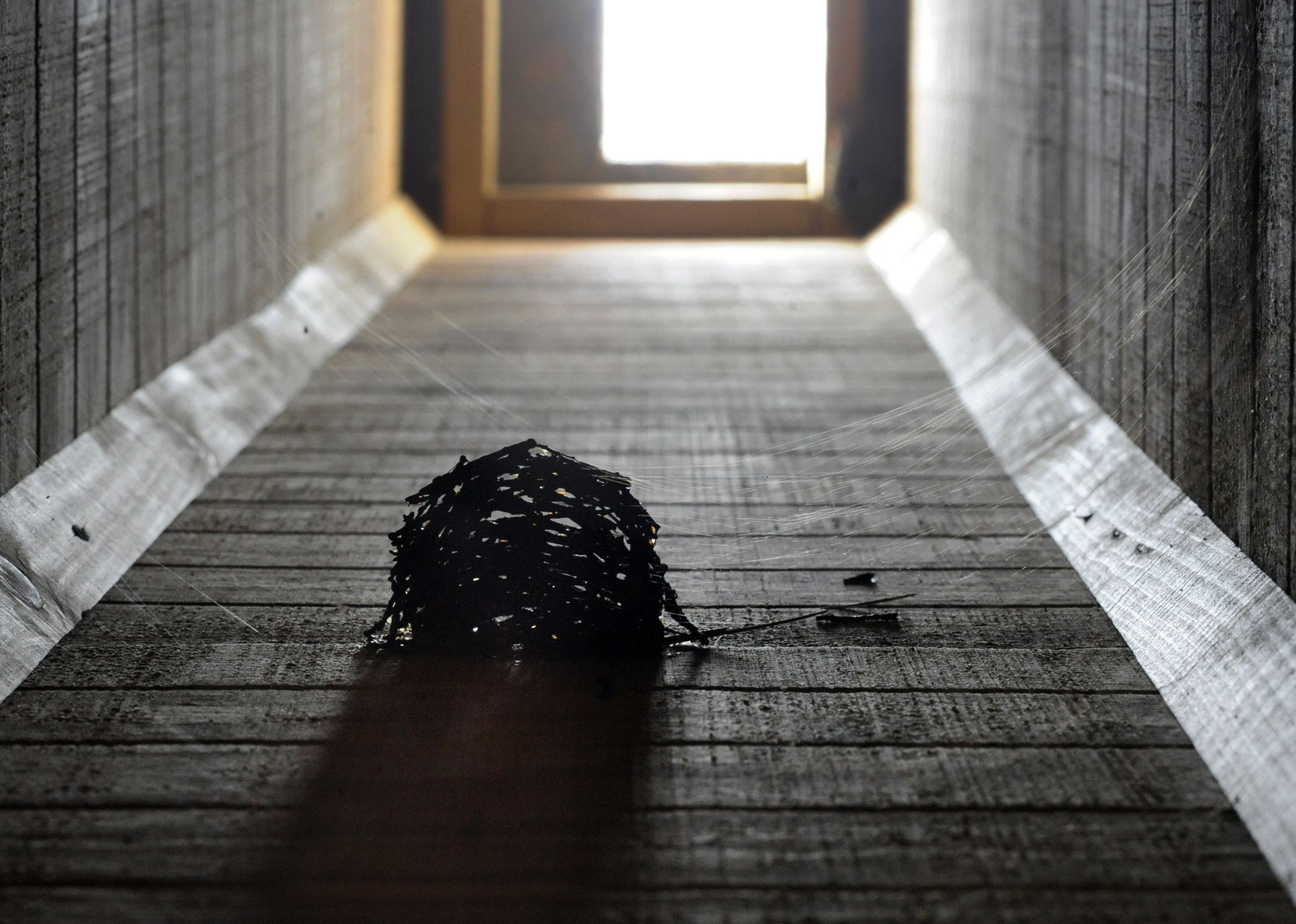 A chimney swift nest is shown in a fake chimney