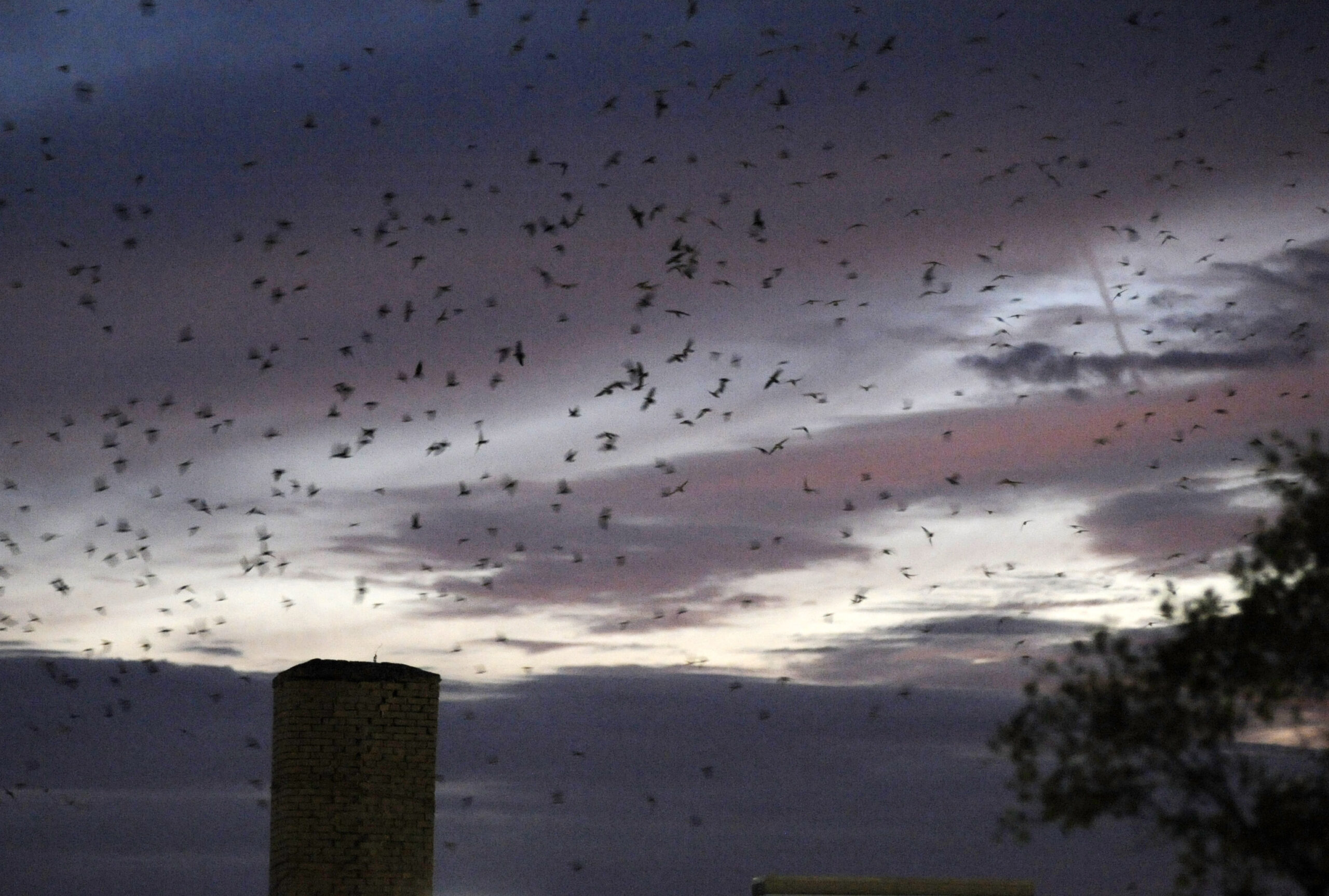 chimney swifts