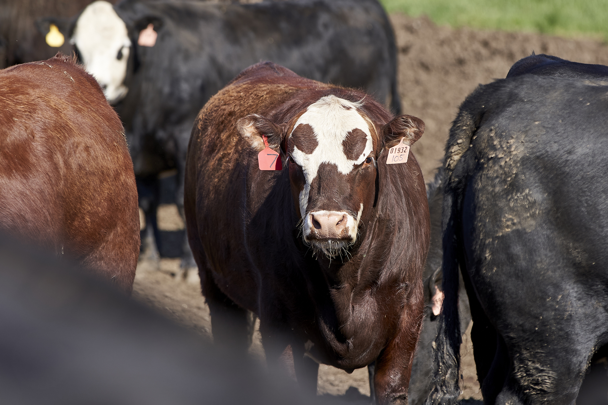 Cattle is seen at a feedlot in Columbus, Nebraska.