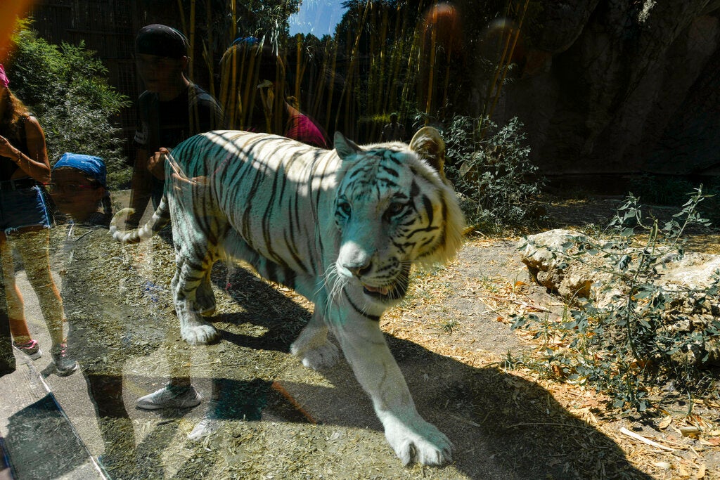 Tiger in a zoo during a heatwave