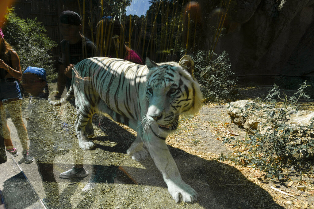 Tiger in a zoo during a heatwave