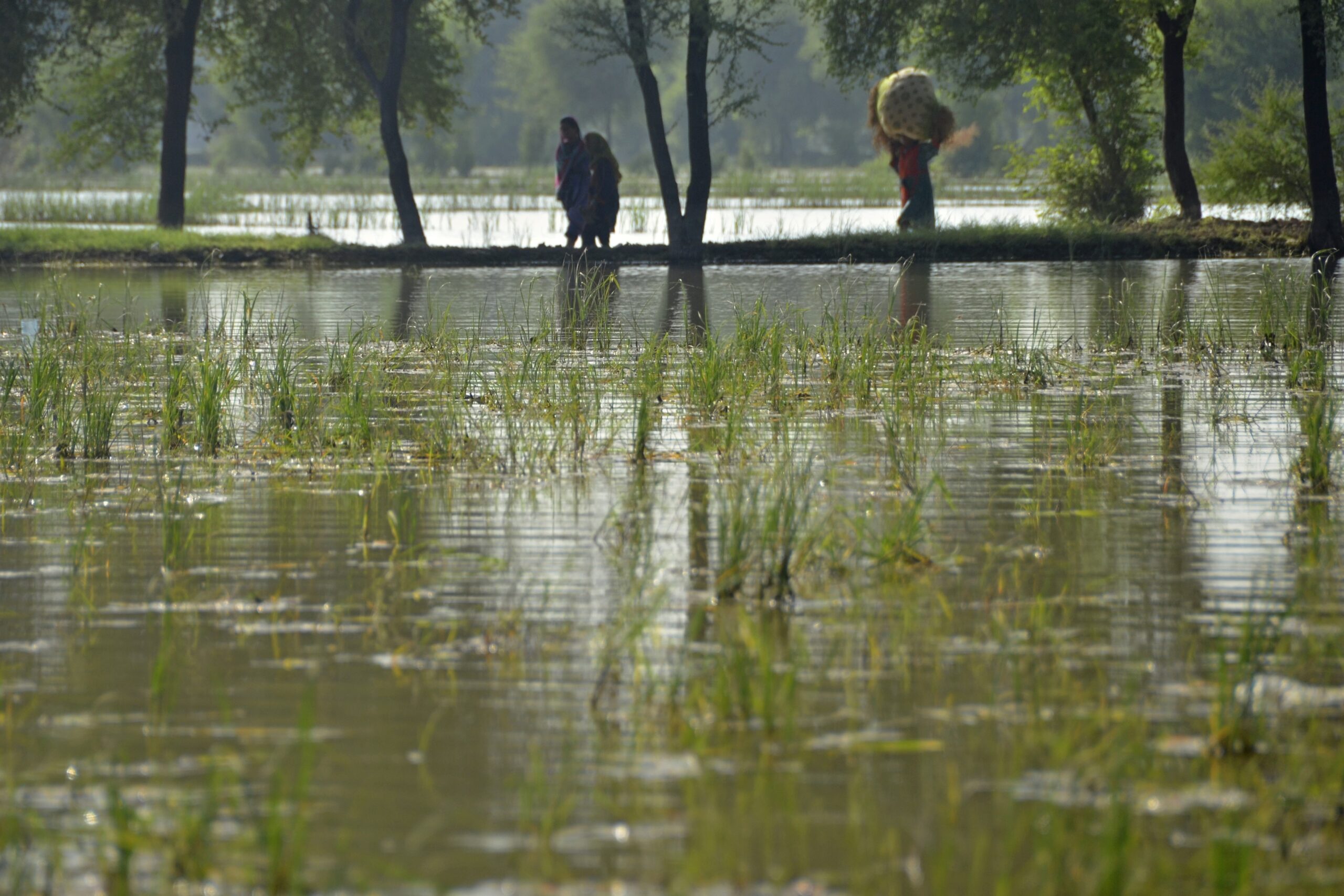 Villager women walk through rice field submerged by floodwaters due to heavy monsoon rains, in Dera Allahyar area of Jaffarabad