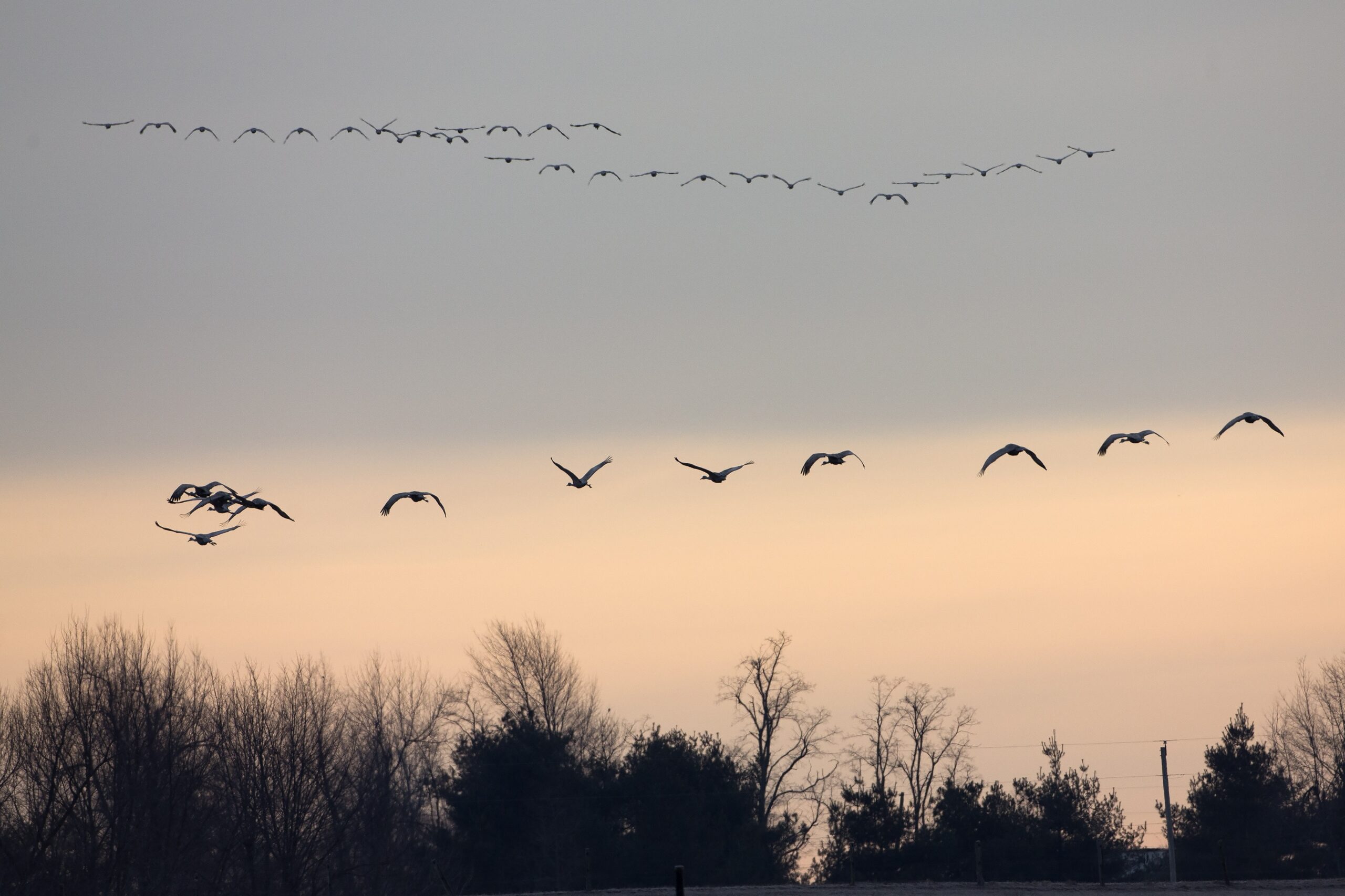 Sandhill cranes leave the area in small groups while migrating.